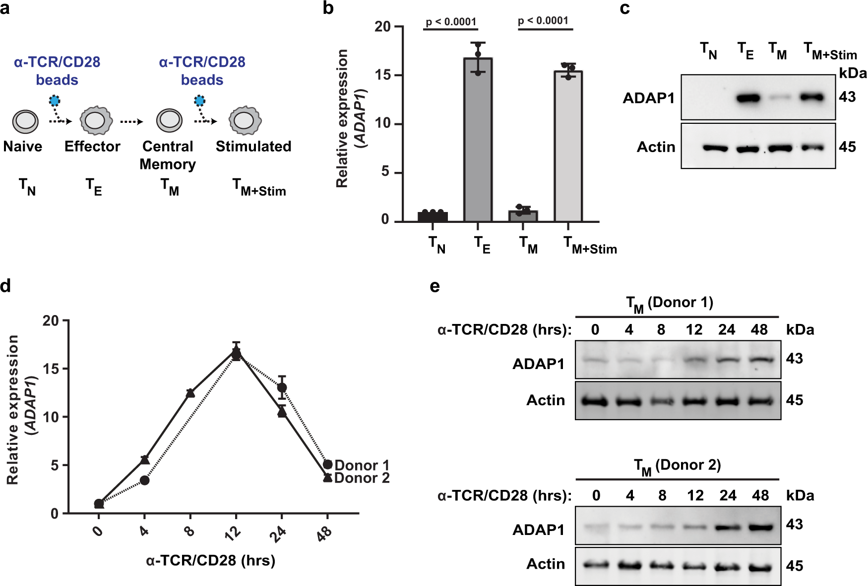 Fig. 2: ADAP1 is expressed in primary human CD4+ T cells.