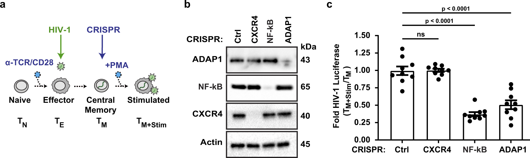 Fig. 3: Loss of ADAP1 hinders latent HIV-1 reactivation ex vivo.