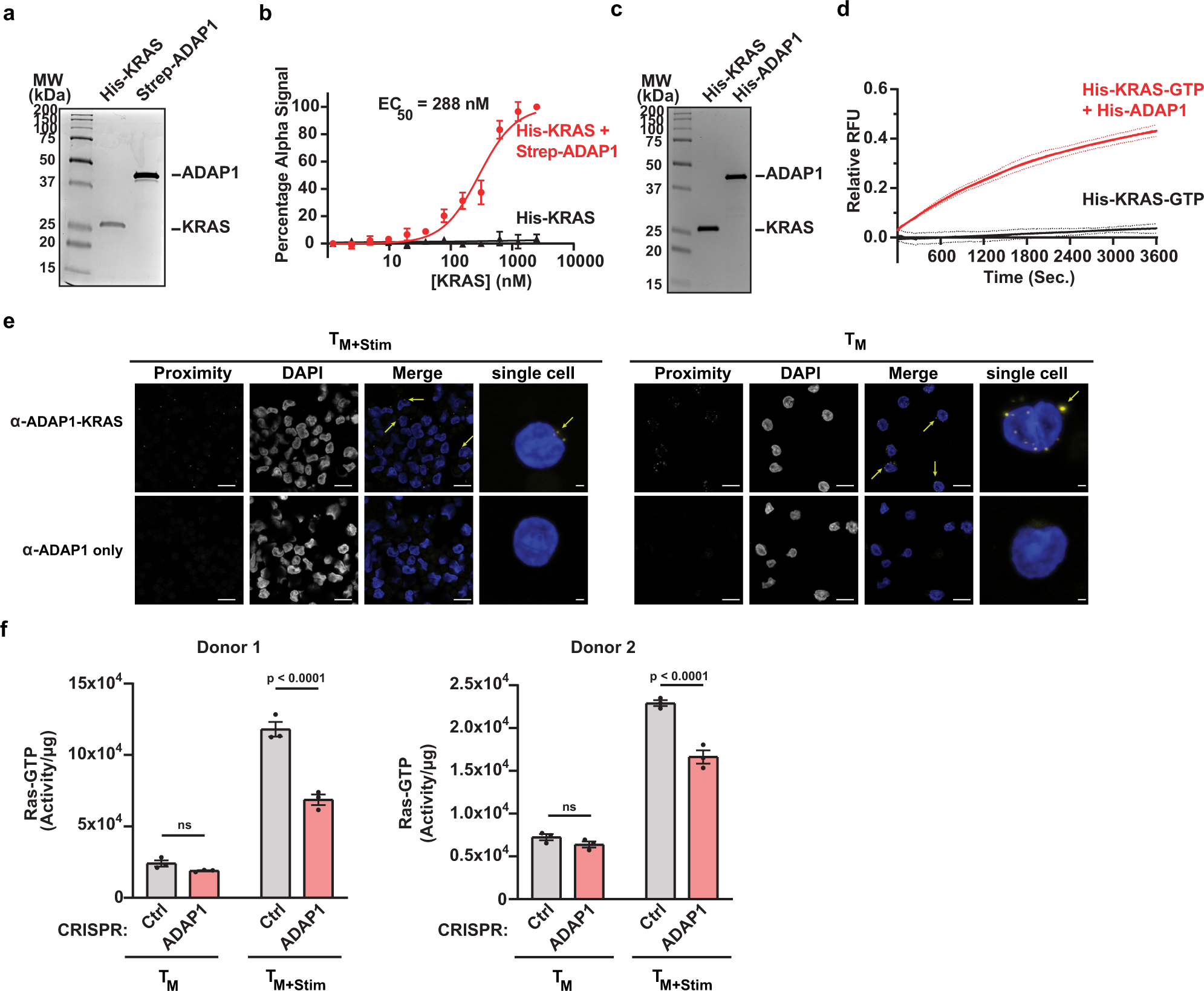 Fig. 7: ADAP1 interacts with and stimulates KRASGTP hydrolysis.