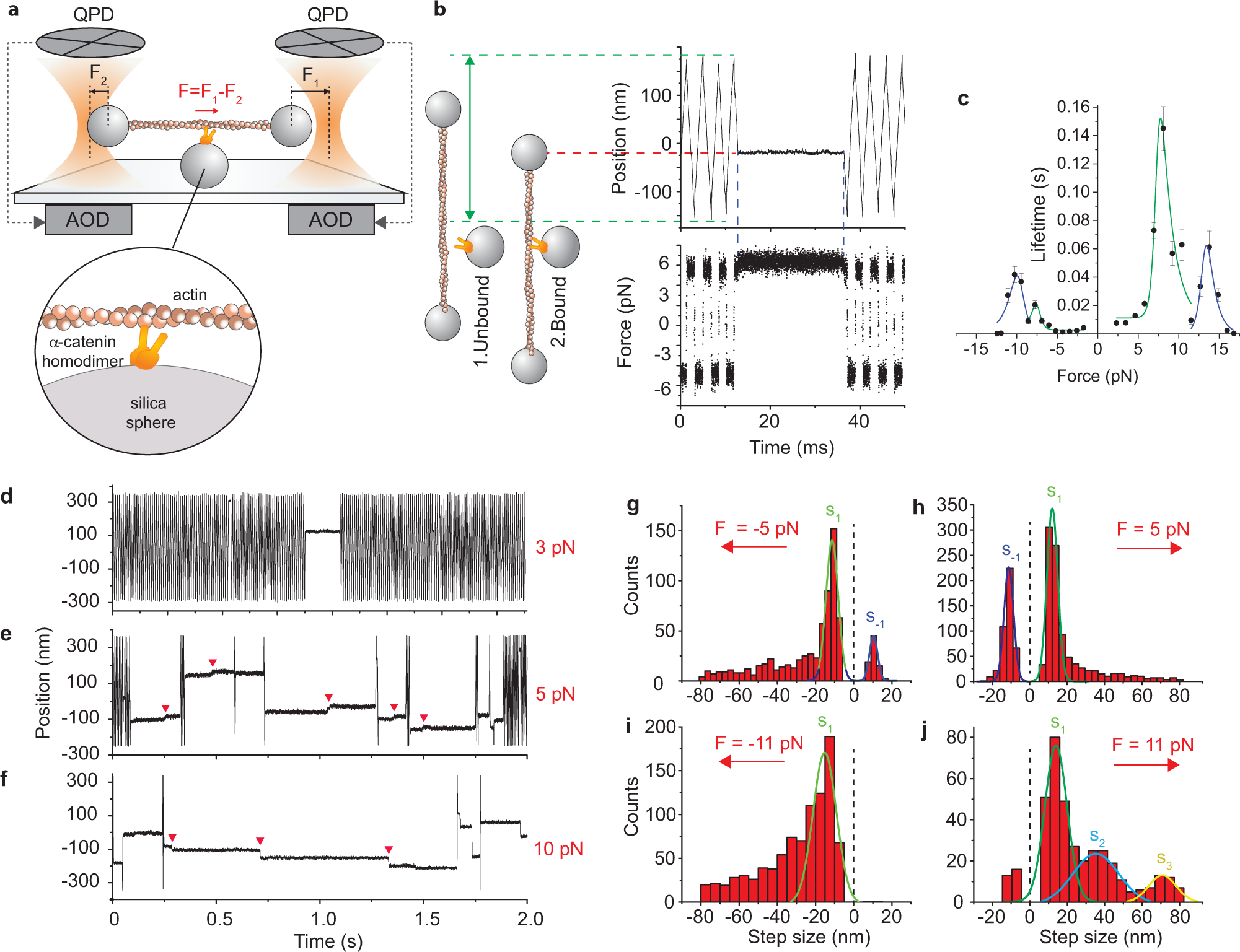 UltraFast Biotinylation Kit (microgram scale, 5 reactions