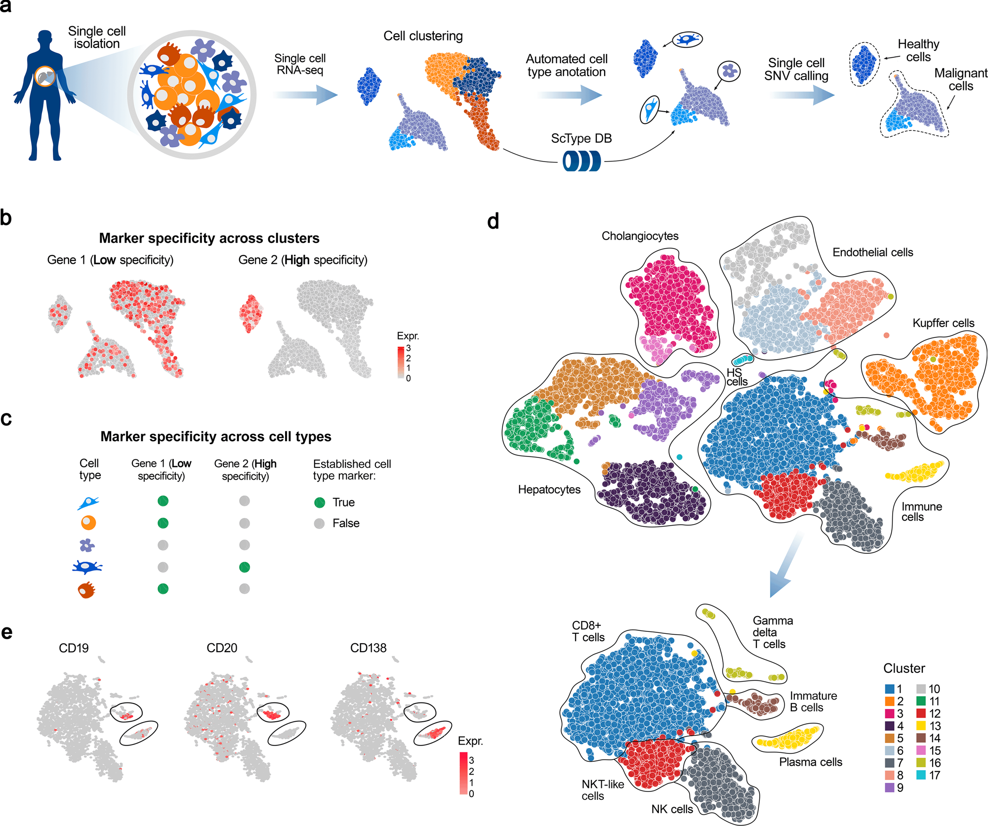 Fully-automated and ultra-fast cell-type identification using specific  marker combinations from single-cell transcriptomic data | Nature  Communications