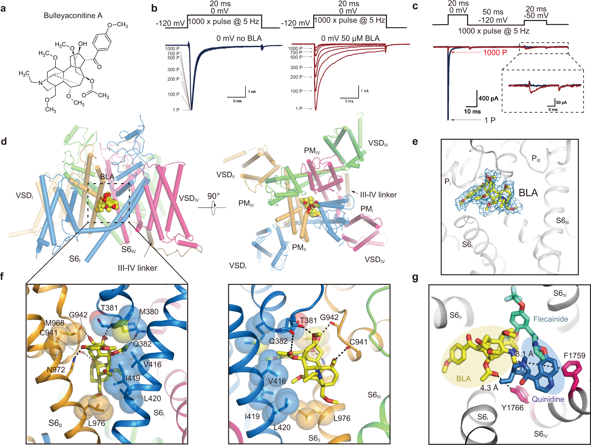 Fig. 2: The binding site of BLA in NaV1.3.