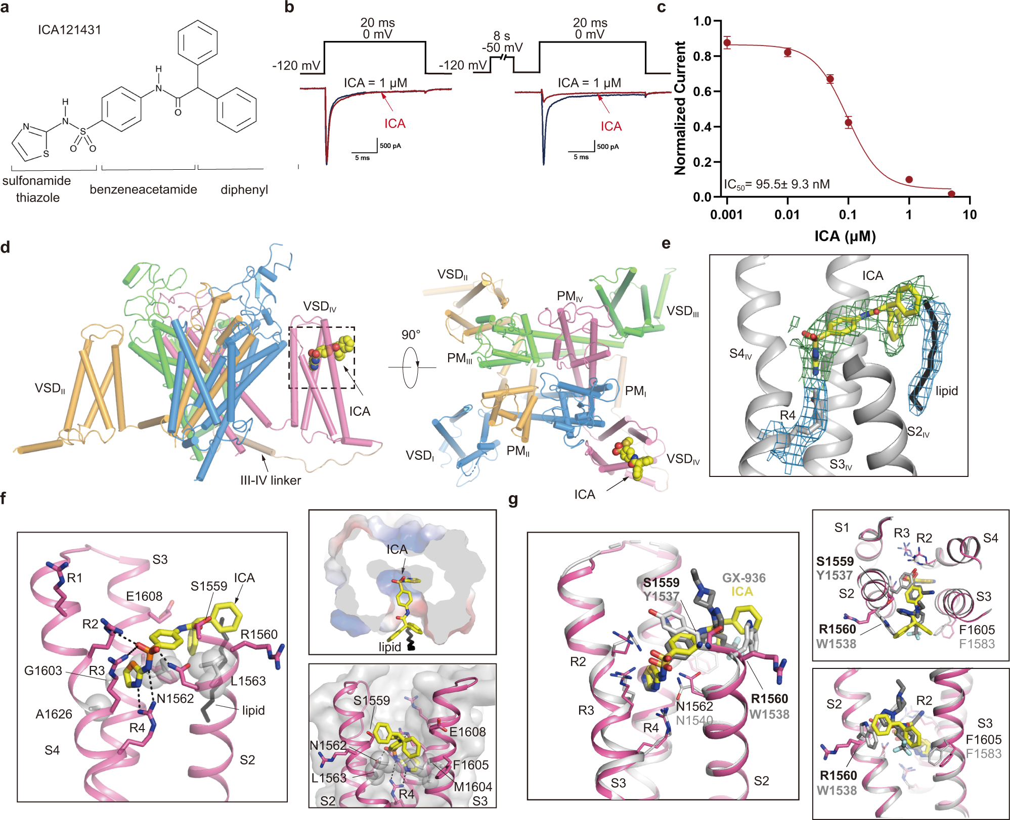 Fig. 4: Inhibition of NaV1.3 by ICA and the binding site for ICA.