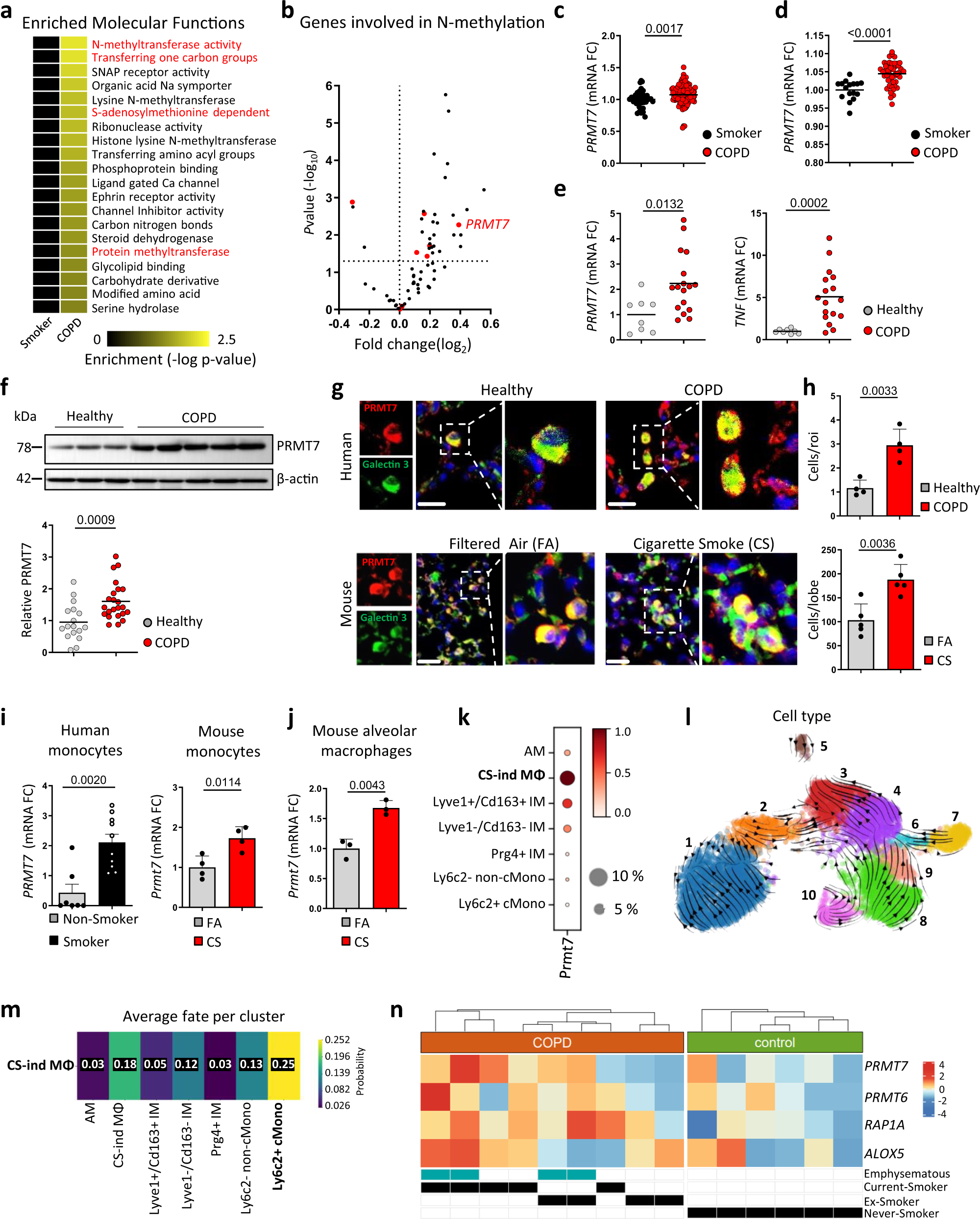 The arginine methyltransferase PRMT7 promotes extravasation of monocytes  resulting in tissue injury in COPD | Nature Communications