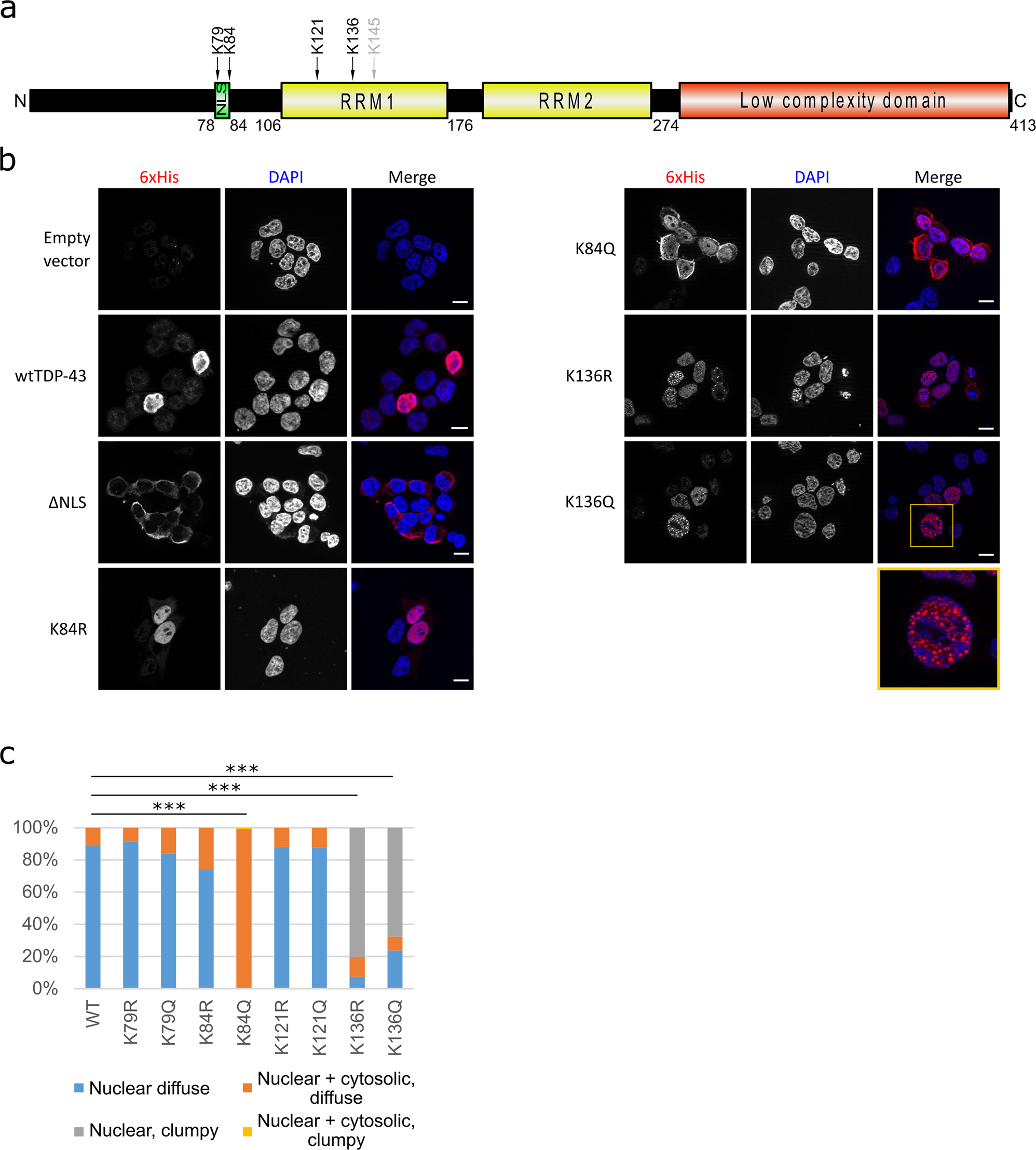Sirtuin-1 sensitive lysine-136 acetylation drives phase separation and  pathological aggregation of TDP-43 | Nature Communications
