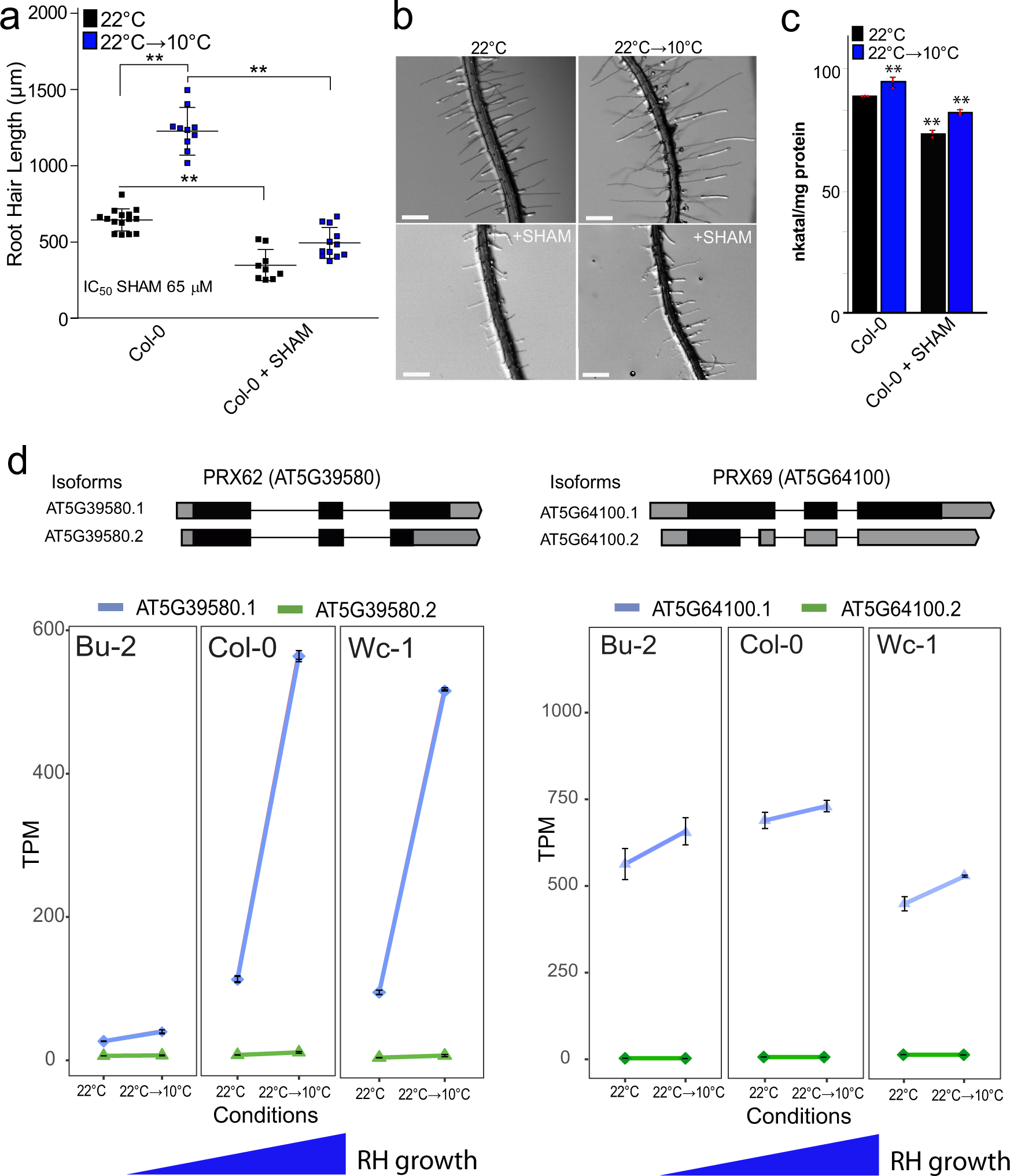 Fig. 2: Low temperature enhanced RH growth requires peroxidase activity and upregulates PEROXIDASE 62 (PRX62) expression.