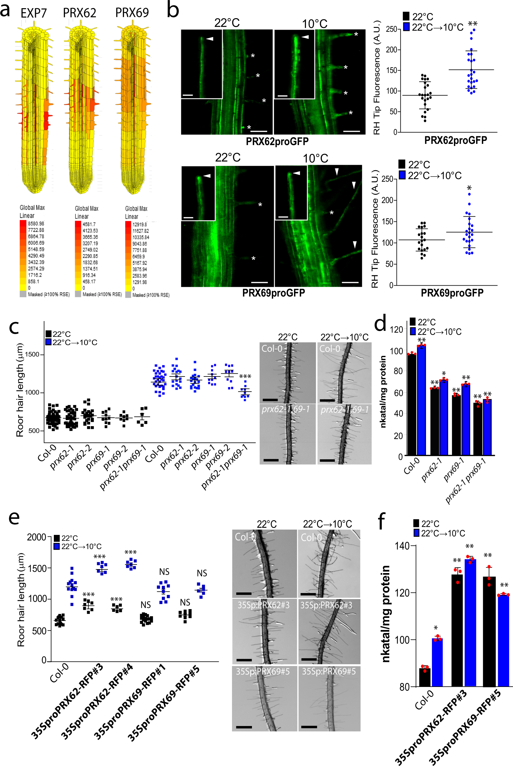 Fig. 3: PEROXIDASE 62 (PRX62) and PEROXIDASE 69 (PRX69) regulate RH growth and peroxidase activity under low temperature conditions.