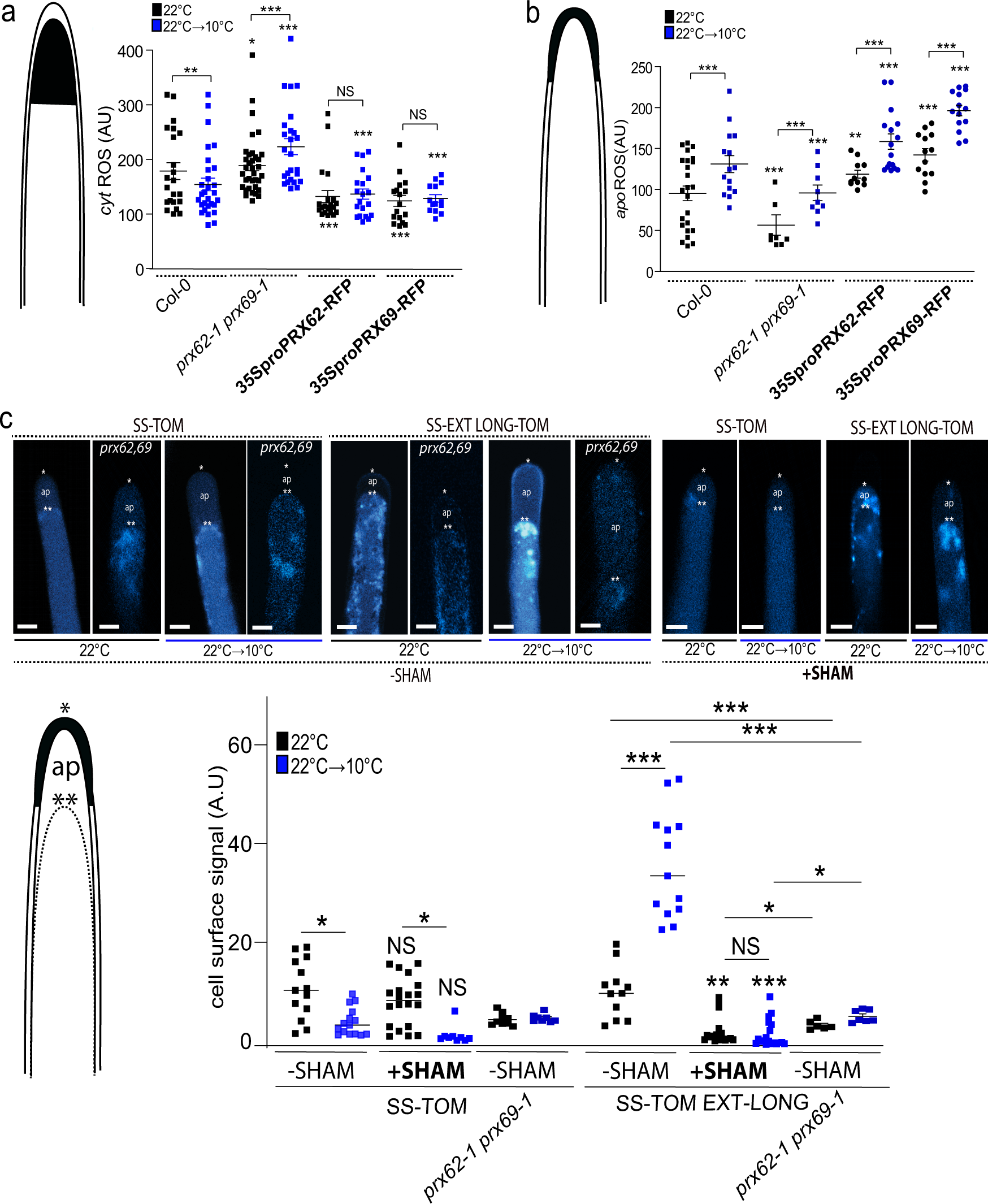 Fig. 5: ROS-homeostasis and EXT-stabilization in RH apical cell wall depend on PRX62 and PRX69 proteins.