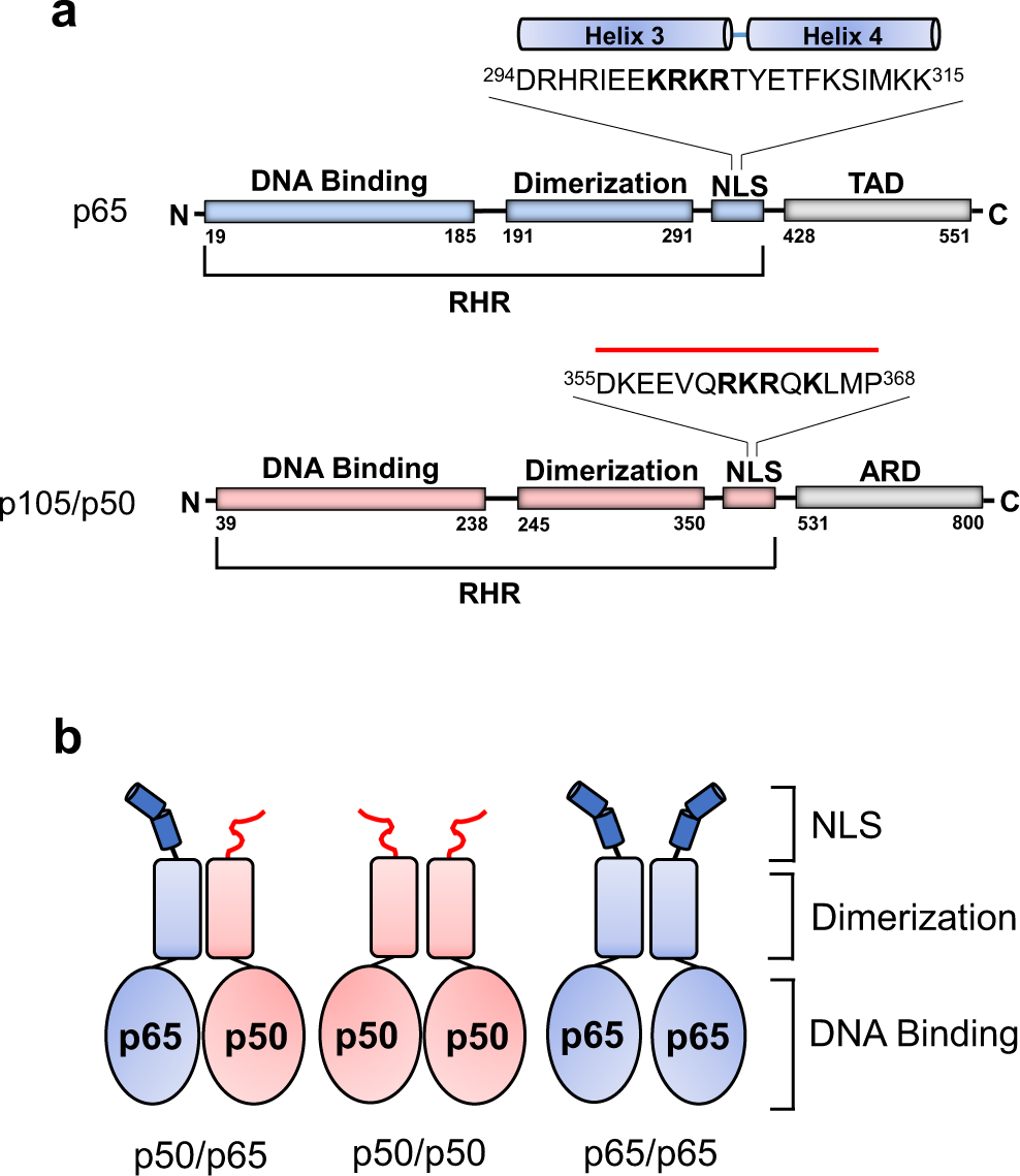 Differential recognition of canonical NF-κB dimers by Importin α3 | Nature  Communications