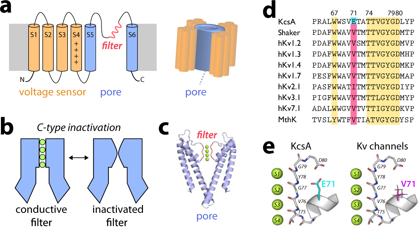 A distinct mechanism of C-type inactivation in the Kv-like KcsA 