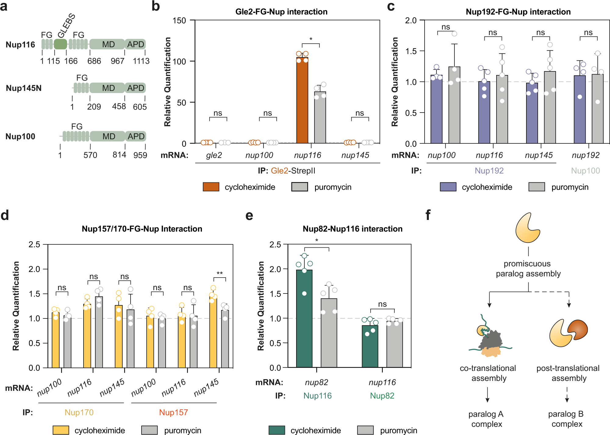 Fig. 2: Paralogues linker Nups co-translationally engage with their binding partners.