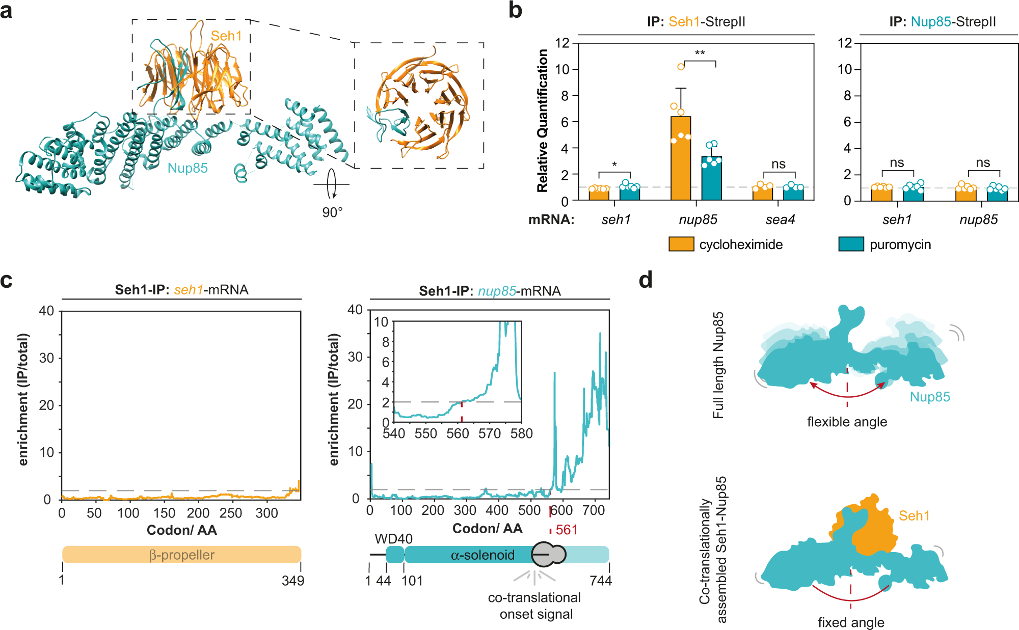 Fig. 3: Beta-propellers can be complemented co-translationally in vivo.