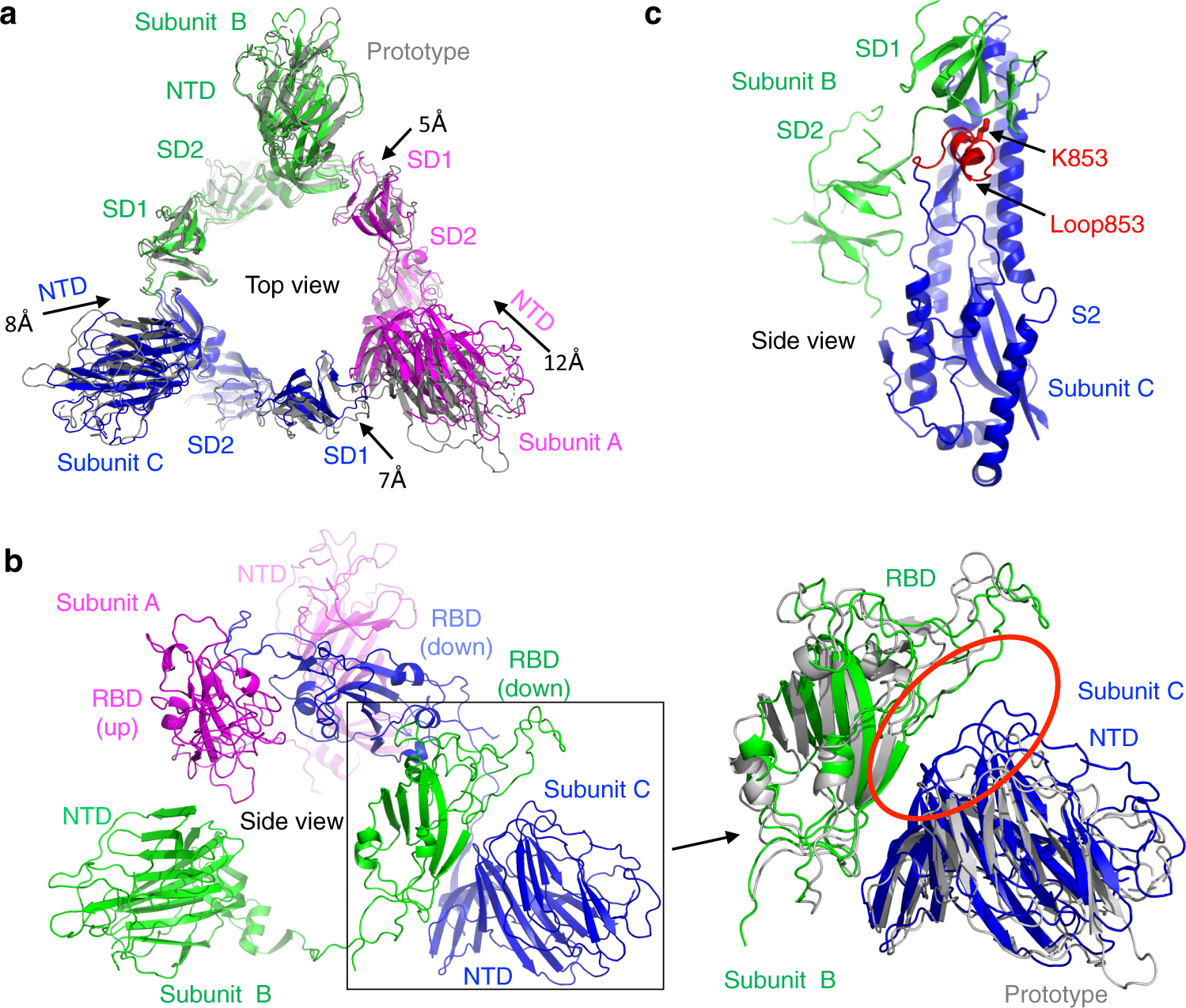 Fig. 2: Structural comparisons of omicron open spike and prototypic open spike.