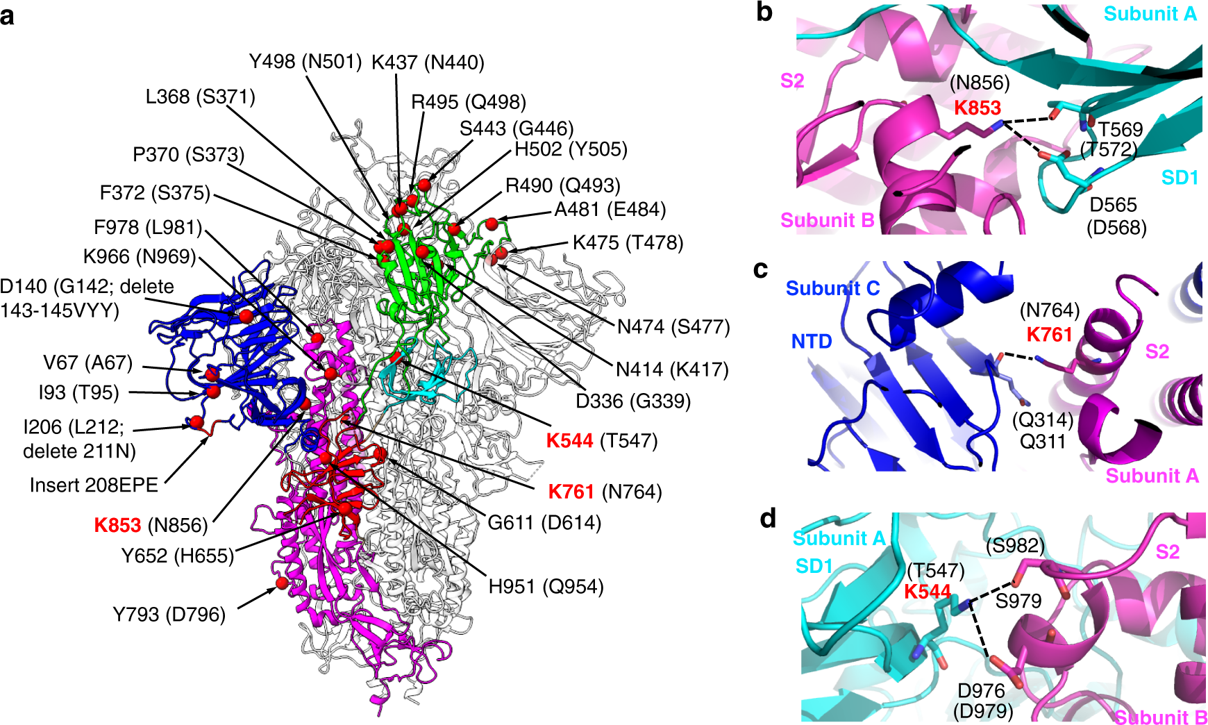 Fig. 3: Mutations in the omicron spike introduce new inter-domain and inter-subunit interactions that may stabilize its open conformation.