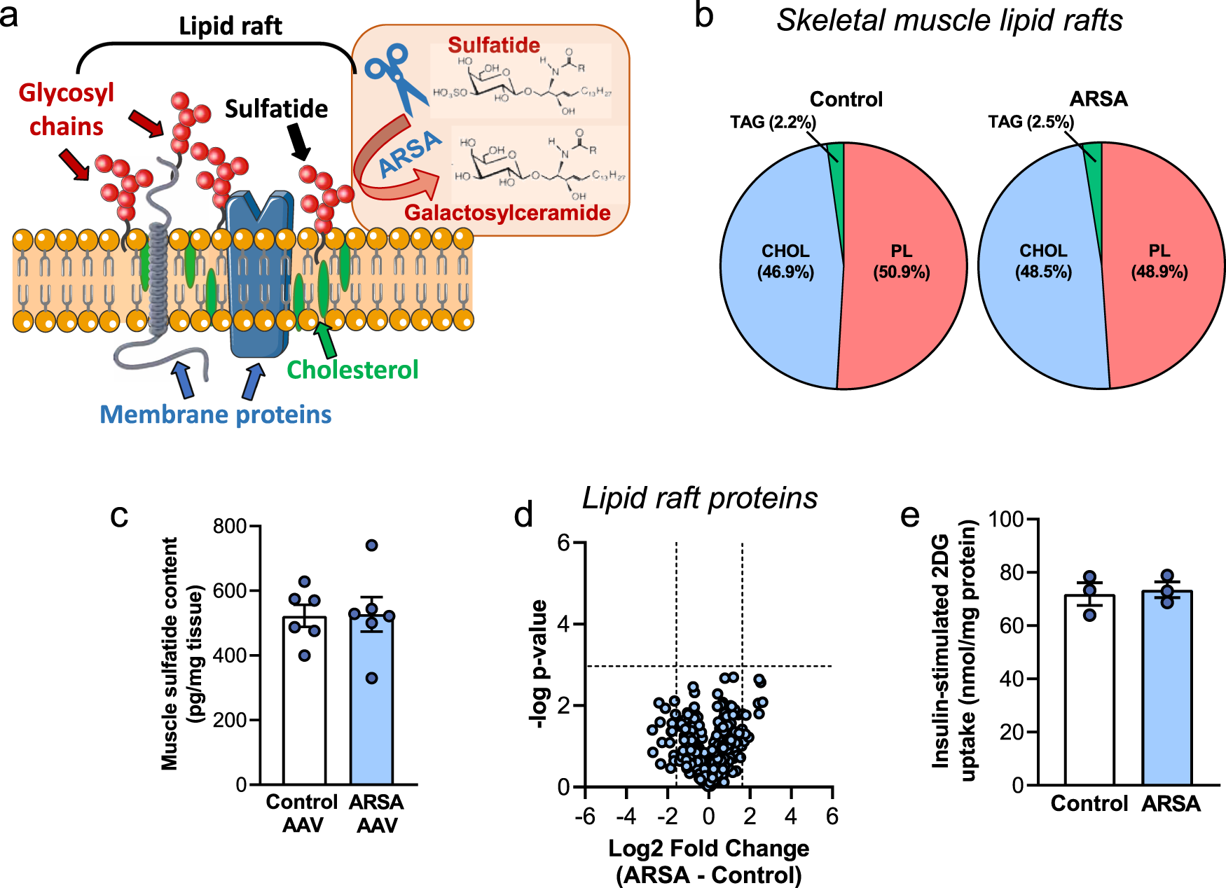 Fig. 5: Liver-derived ARSA does not modulate skeletal muscle lipid rafts.