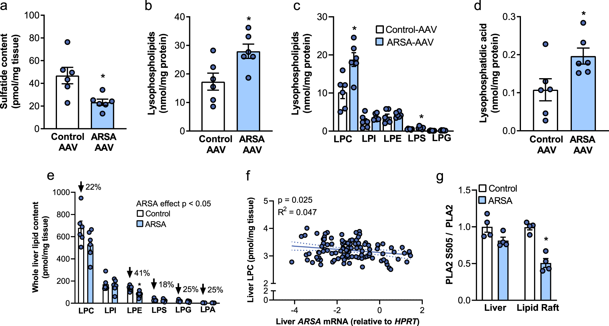 Fig. 6: Hepatic ARSA remodels lipid rafts in the liver.