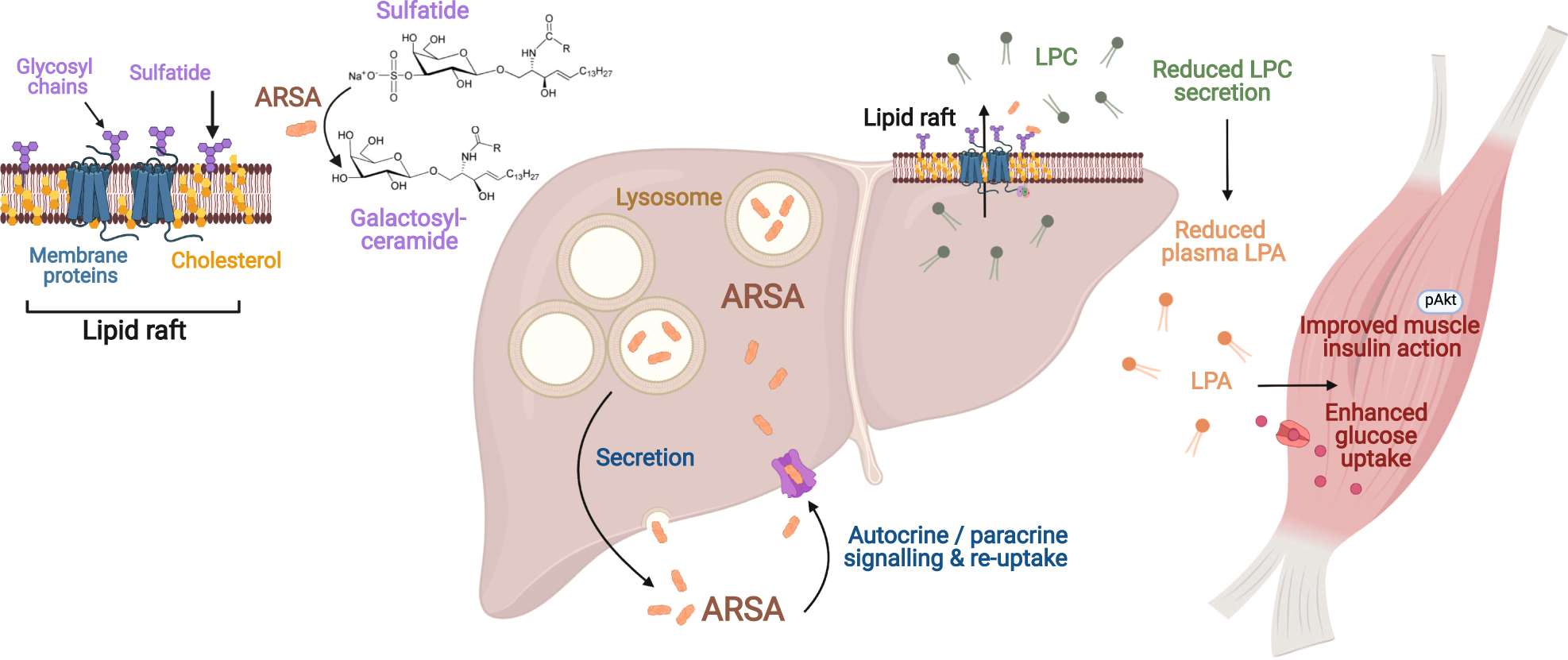 Fig. 8: Graphic summary highlighting the impact of liver-derived ARSA on sulfatide and lysophospholipid metabolism in liver lipid rafts, the reduction in LPC and LPA levels in the blood, and how the reduced LPA relieves skeletal muscle insulin resistance.