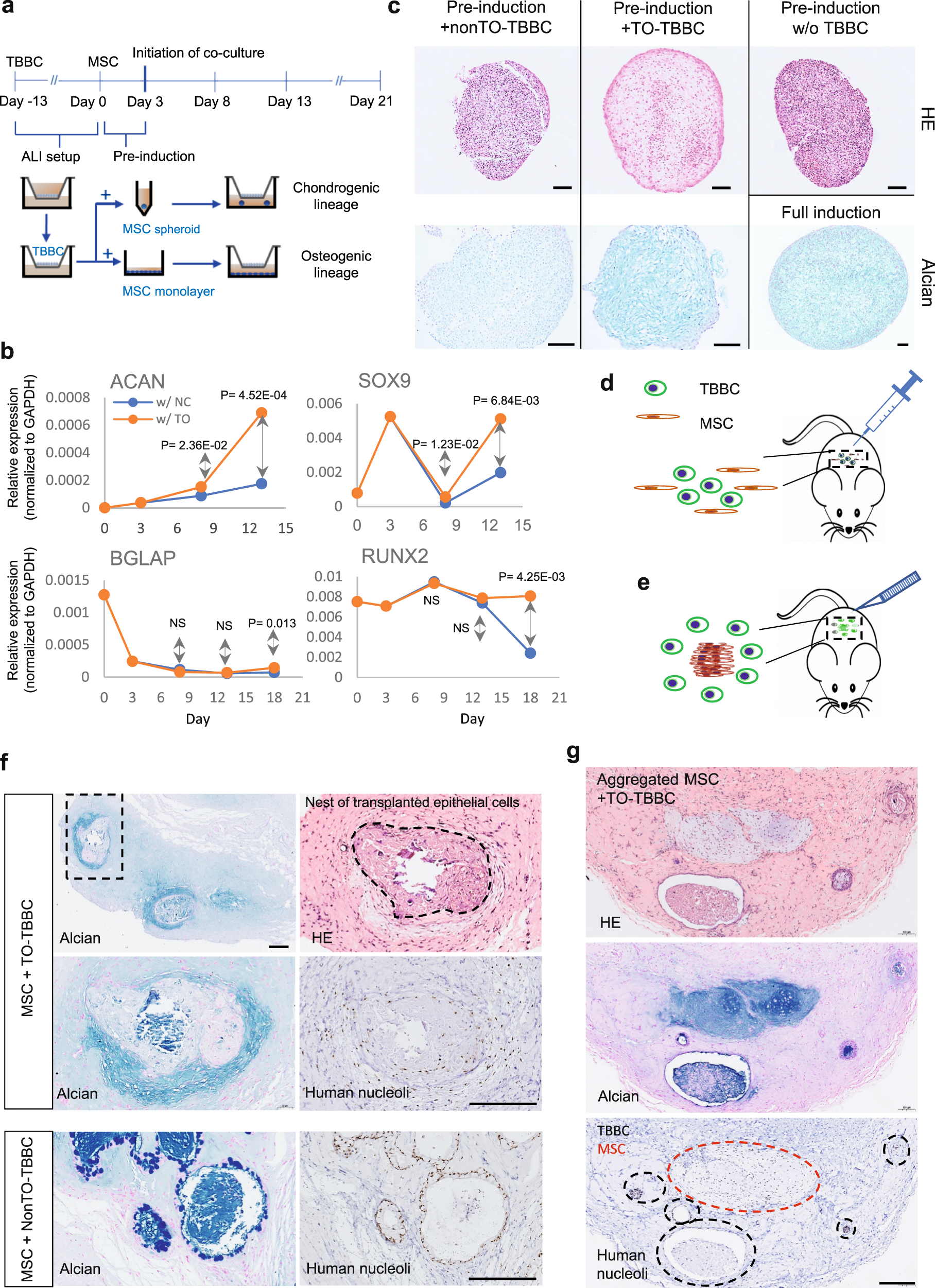 Fig. 5: Co-culture assay of TBBC and human mesenchymal stem cells (MSC).
