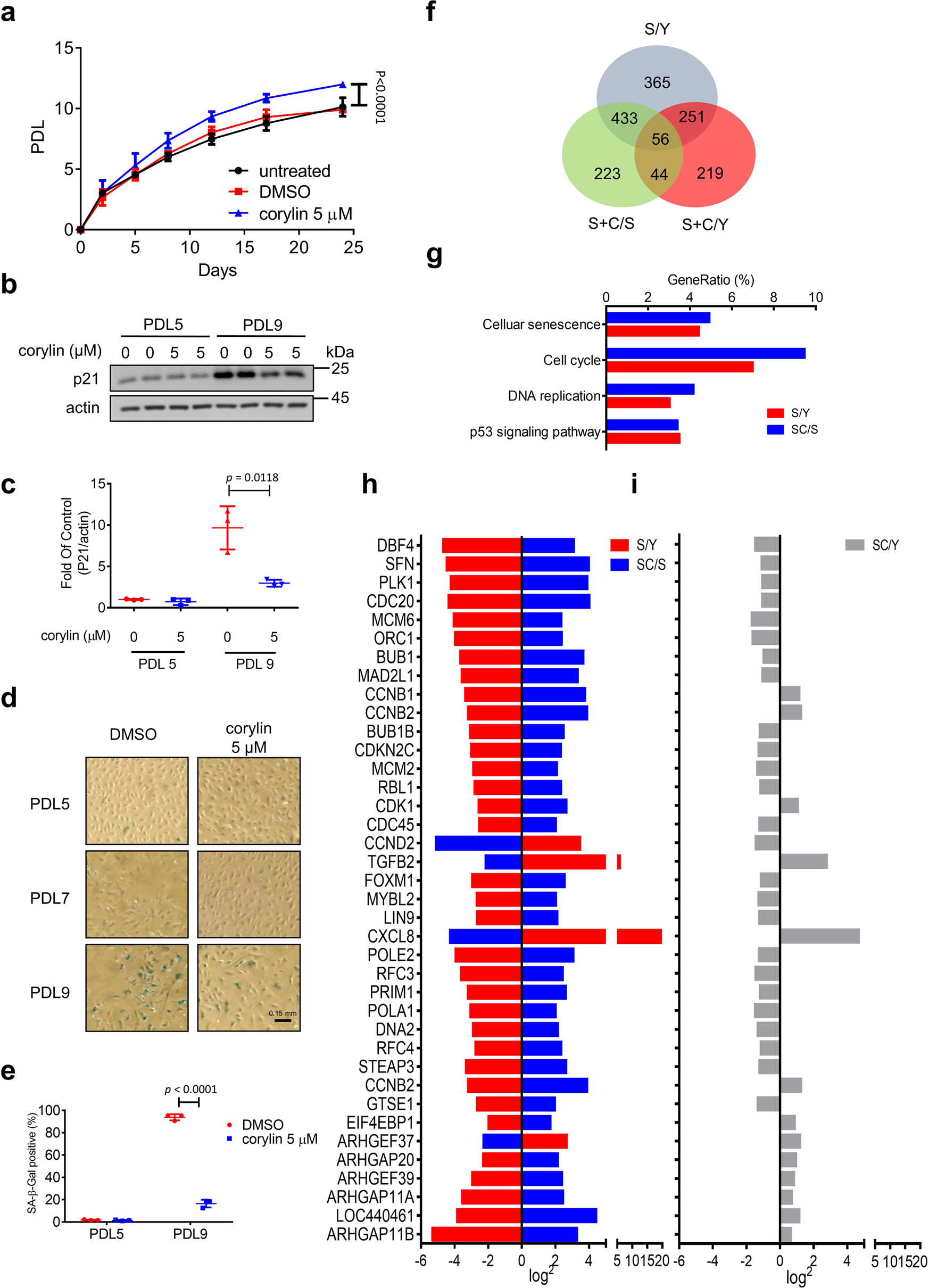 Fig. 6: Corylin alleviates cellular senescence in HUVECs.