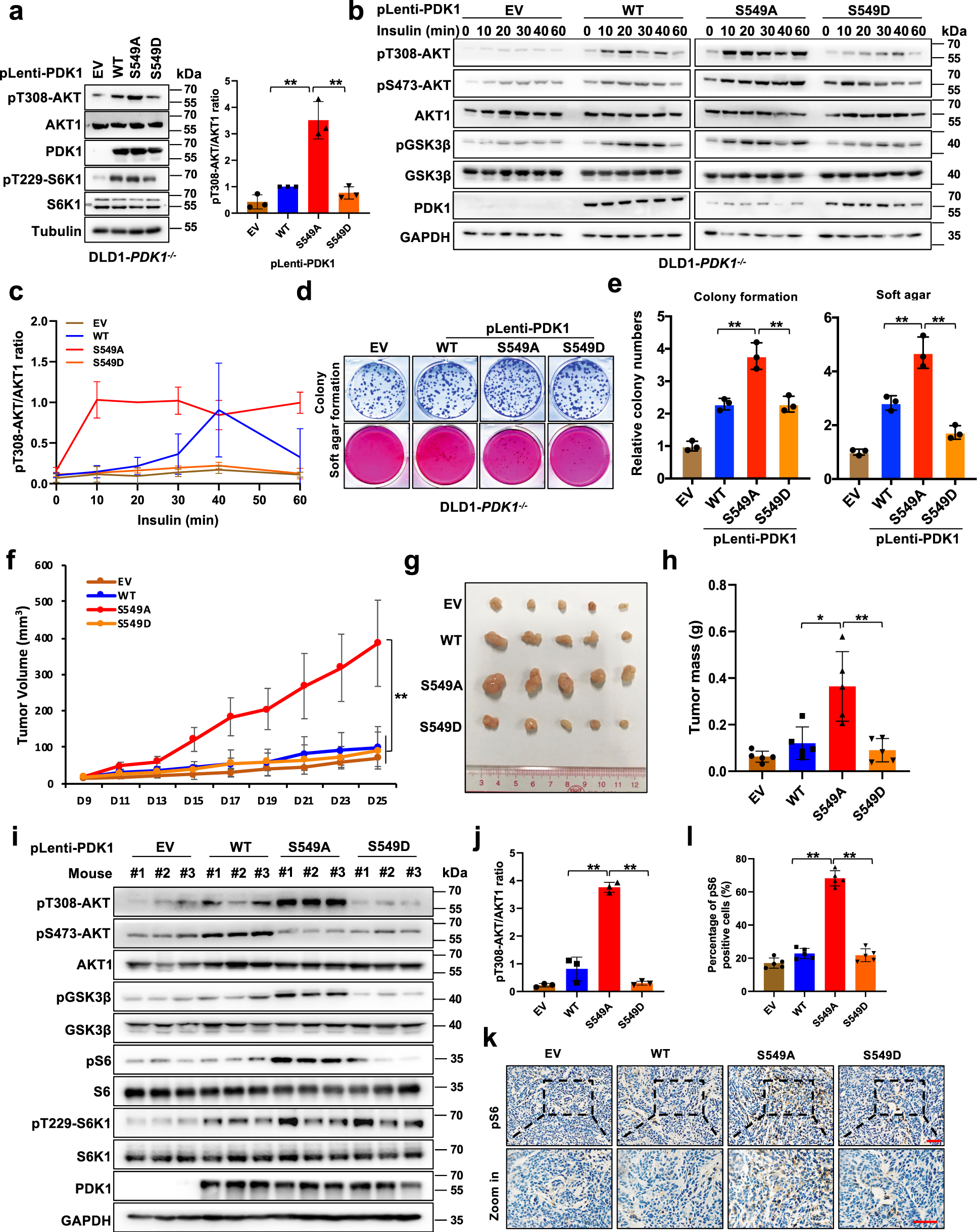 Fig. 2: Phosphorylation of PDK1 inhibits AKT kinase activity and oncogenic functions.