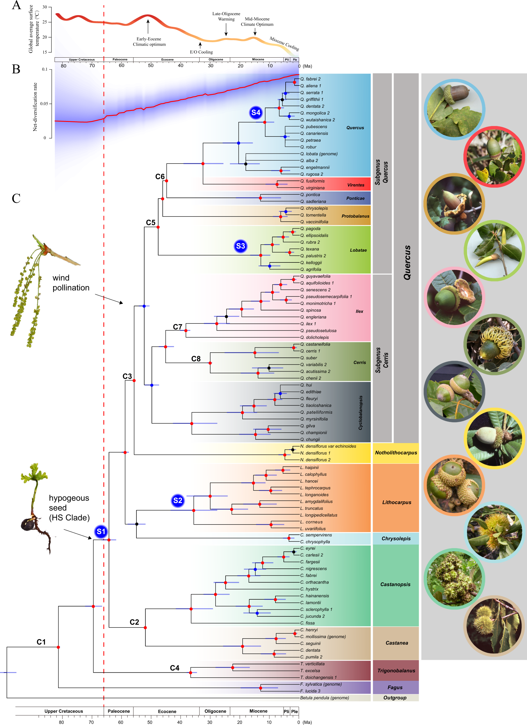 Under The Oak Tree Ch 26 Phylogenomic analyses highlight innovation and introgression in the  continental radiations of Fagaceae across the Northern Hemisphere | Nature  Communications