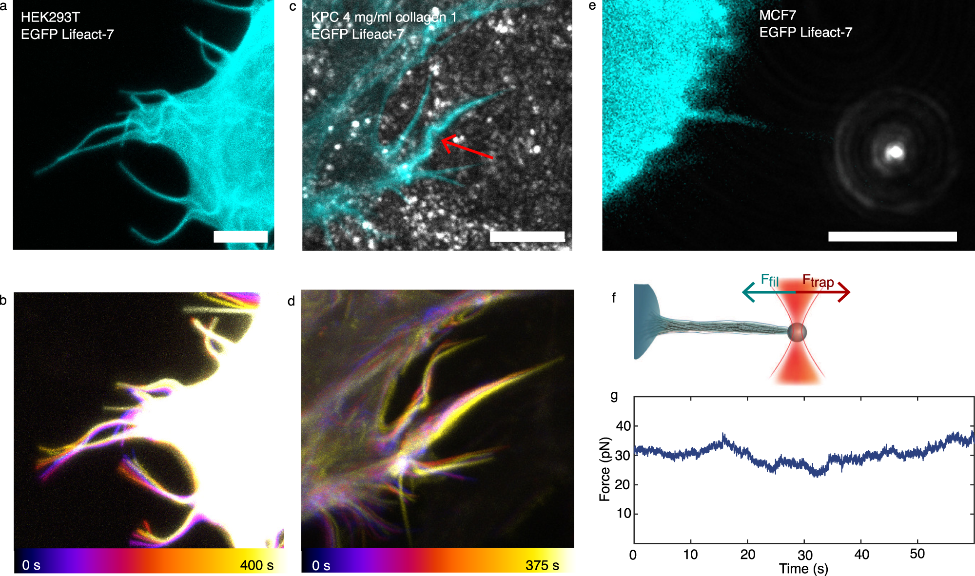 Overtwisting and Coiling Highly Enhance Strain Generation of