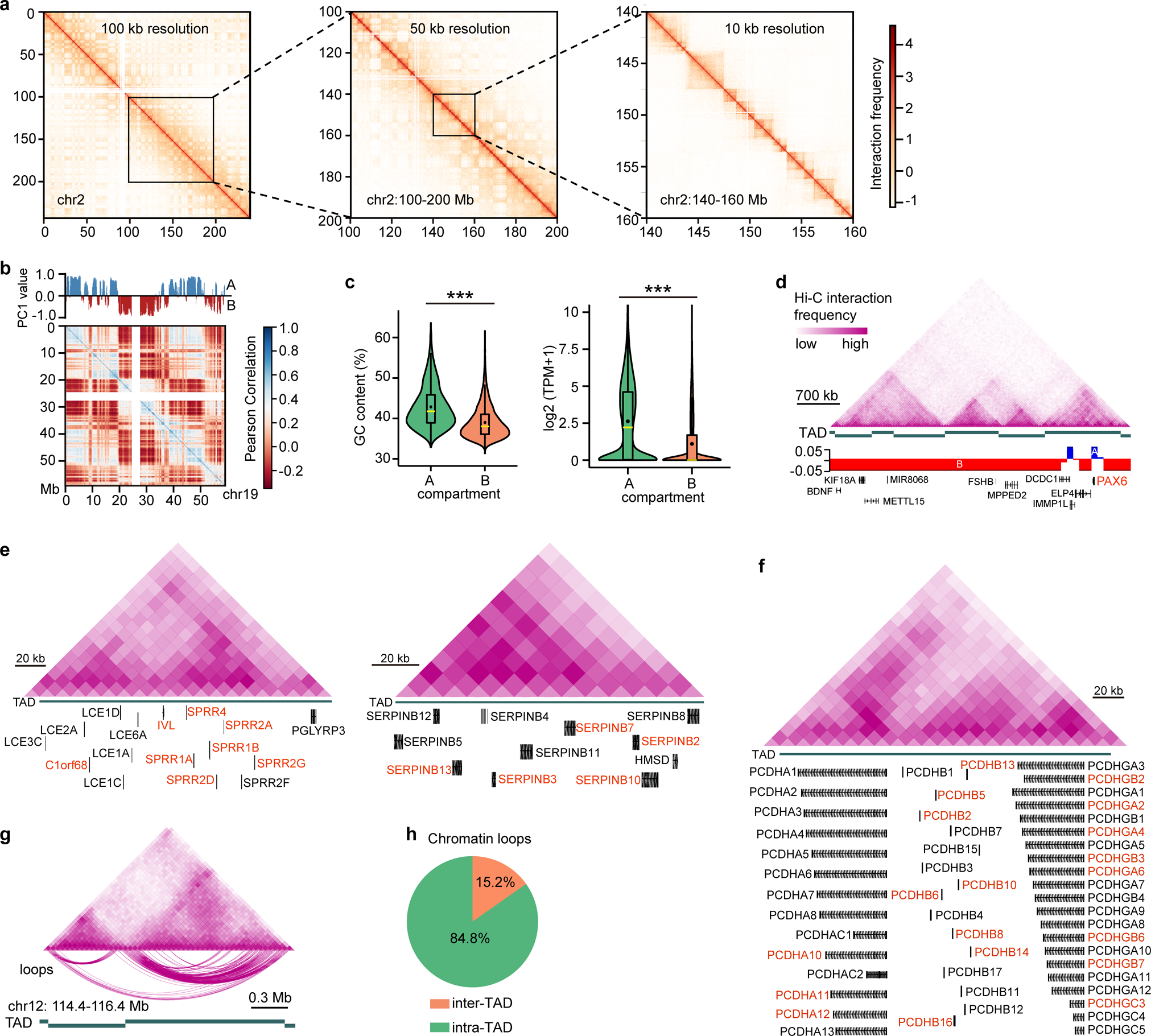 Fig. 2: Chromatin multiscale organization of LSCs.