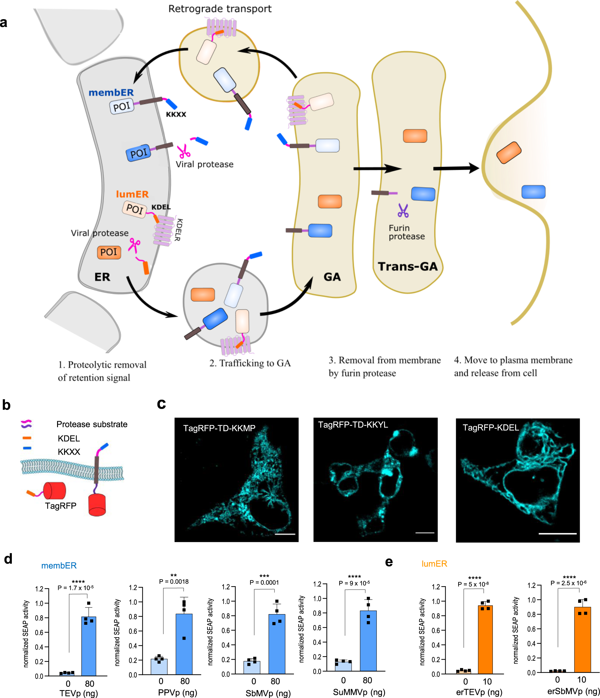 Regulation of protein secretion through chemical regulation of endoplasmic  reticulum retention signal cleavage | Nature Communications