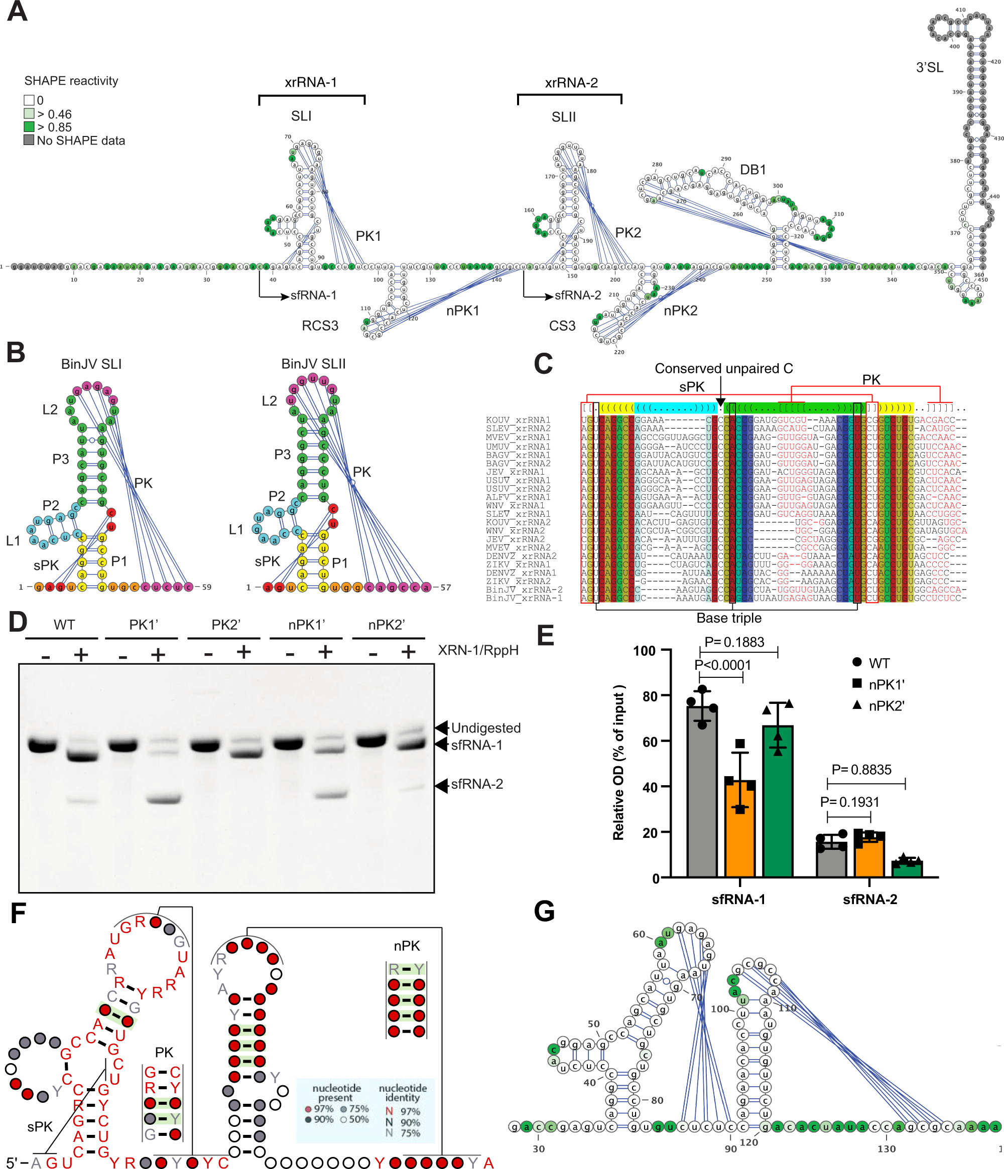 Fig. 2: dISFs contain novel SL-PK elements in addition to canonical class 1a xrRNAs.