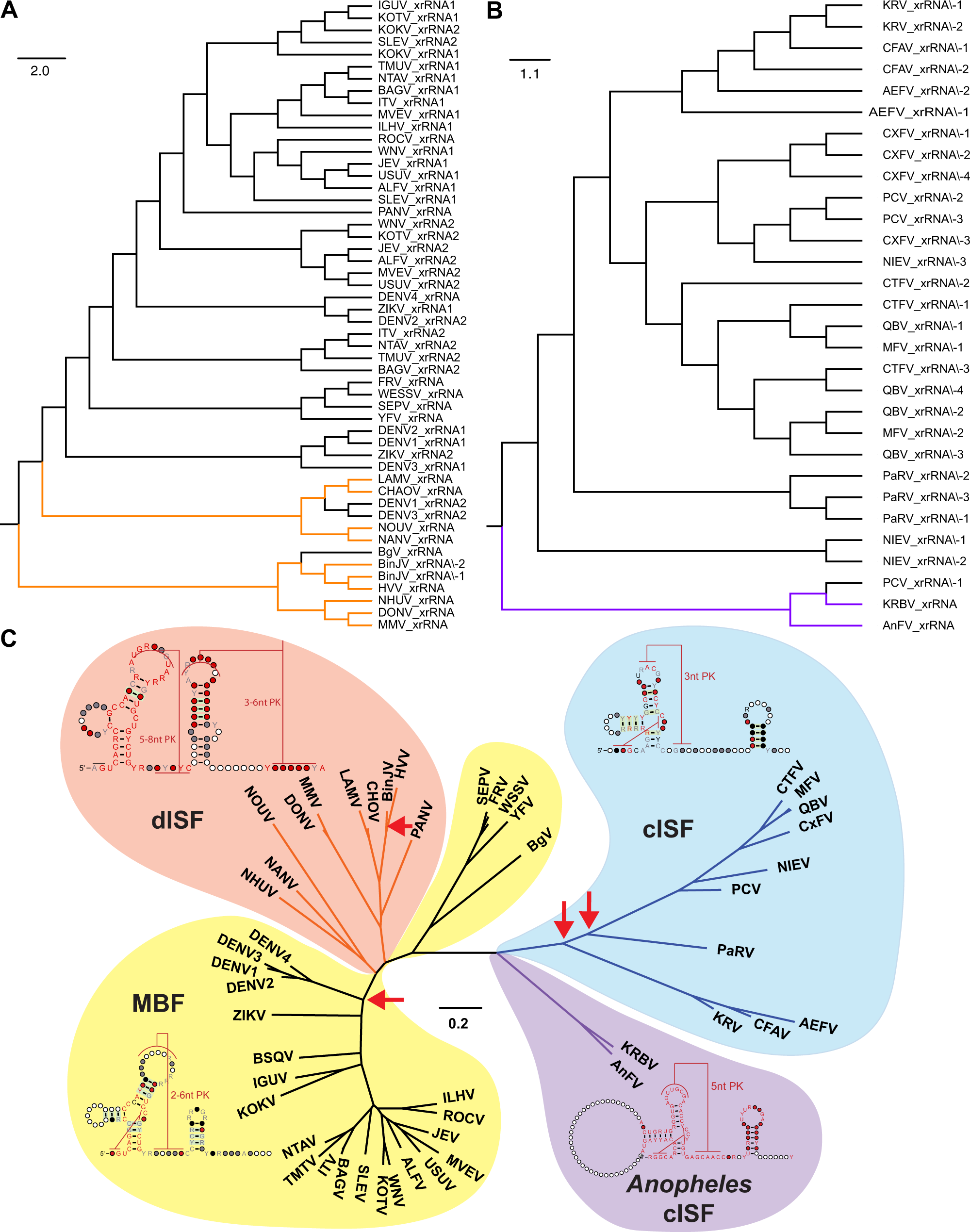Fig. 6: Phylogenetic analysis of flavivirus xrRNAs and 3’UTRS.