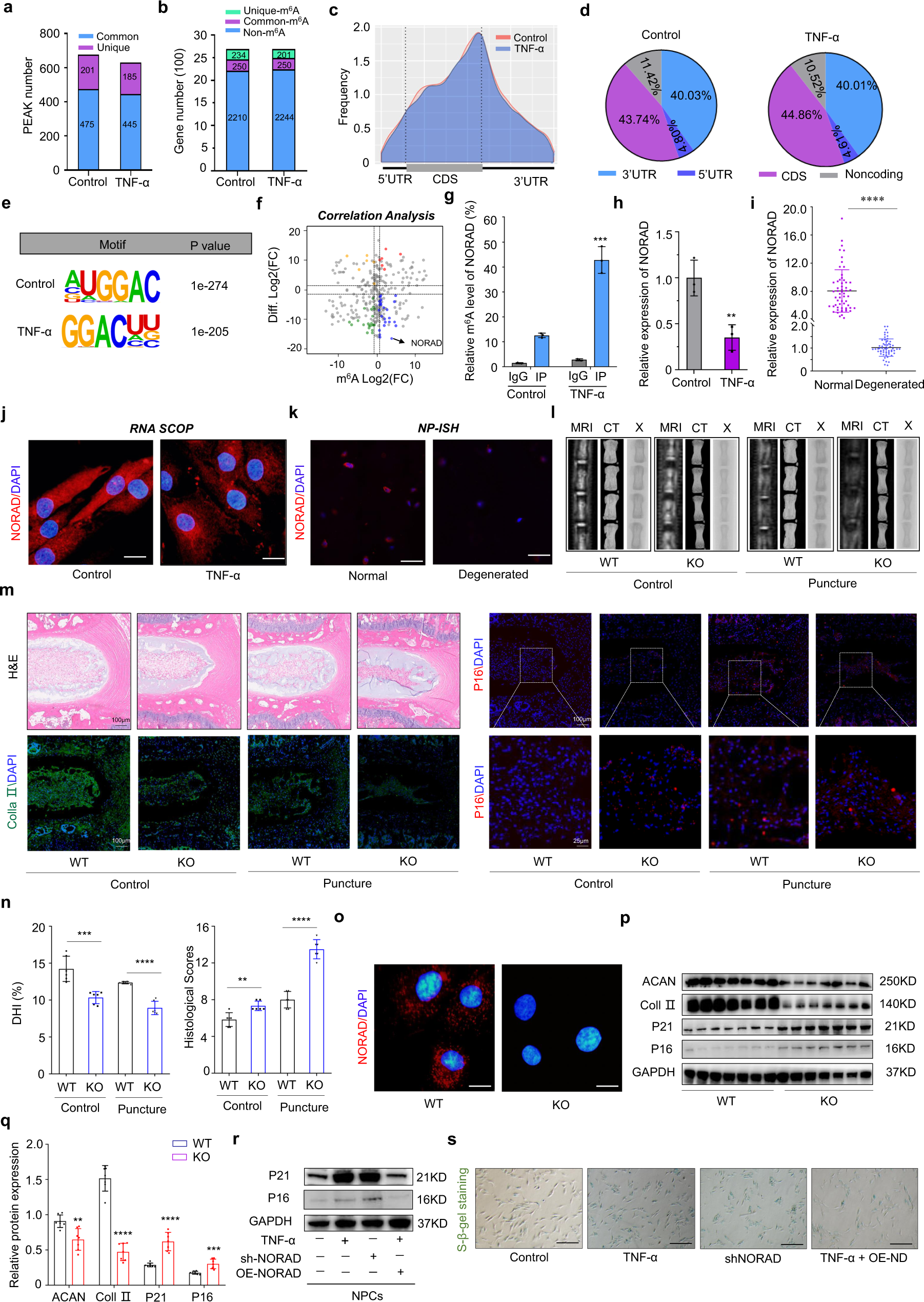 Fig. 2: m6A modification of the lncRNA NORAD contributes to NPC senescence.