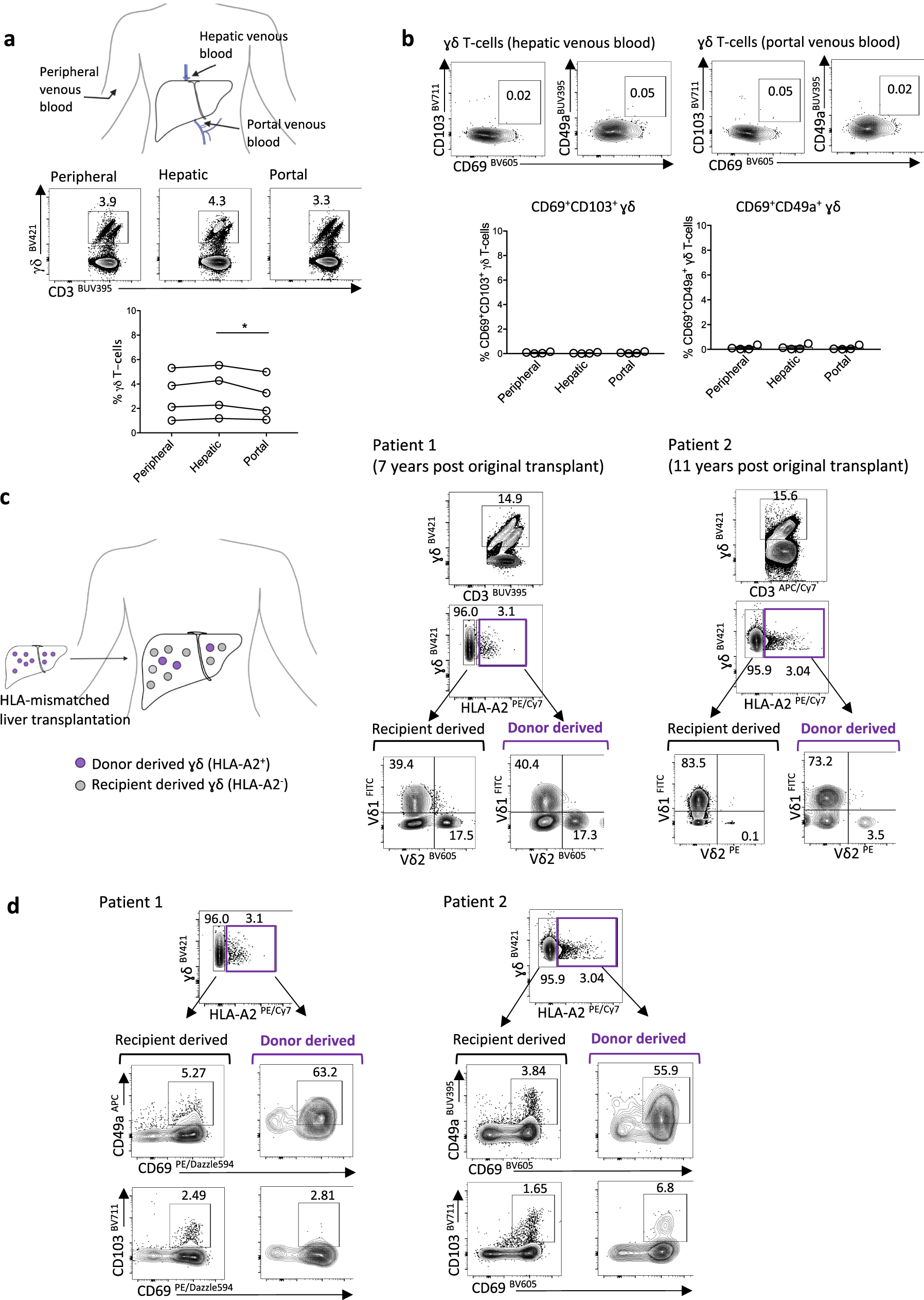 Fig. 2: Long-lived hepatic retention and replenishment of Vδ1 and Vɣ9Vδ2-TRM.