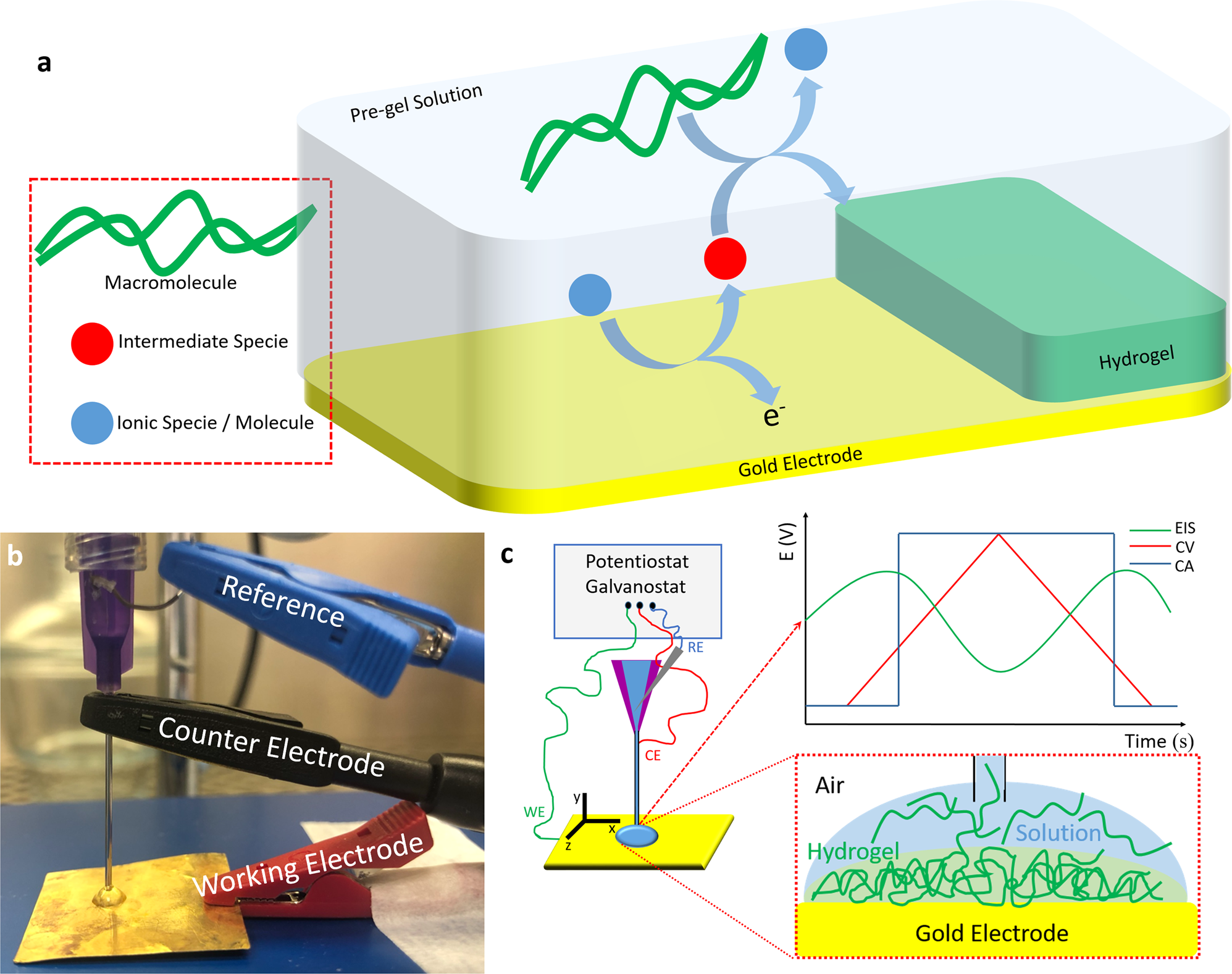 Stimulation–Inhibition of Protein Release from Alginate Hydrogels Using  Electrochemically Generated Local pH Changes