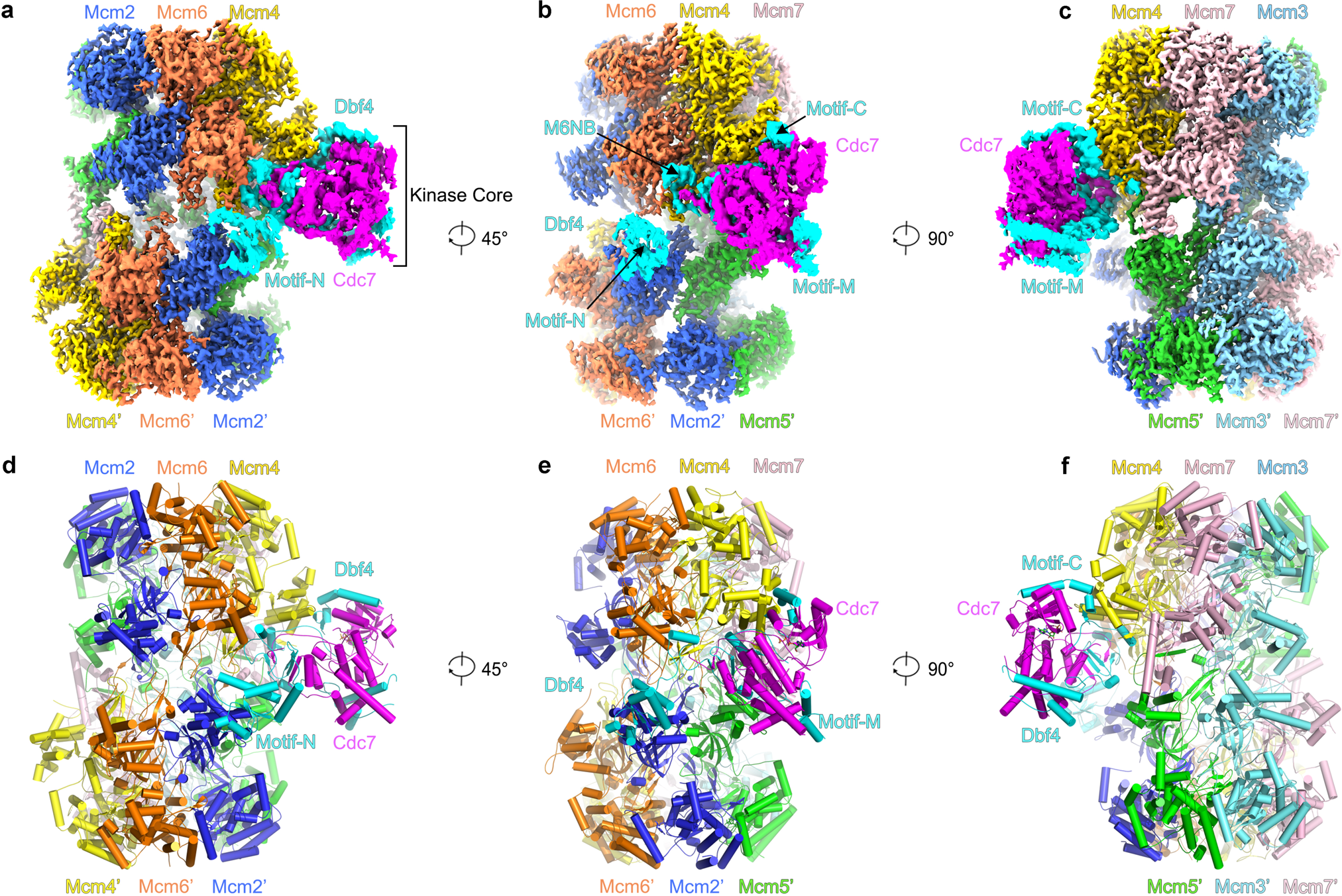 Structural Insight into the MCM double hexamer activation by Dbf4-Cdc7  kinase | Nature Communications