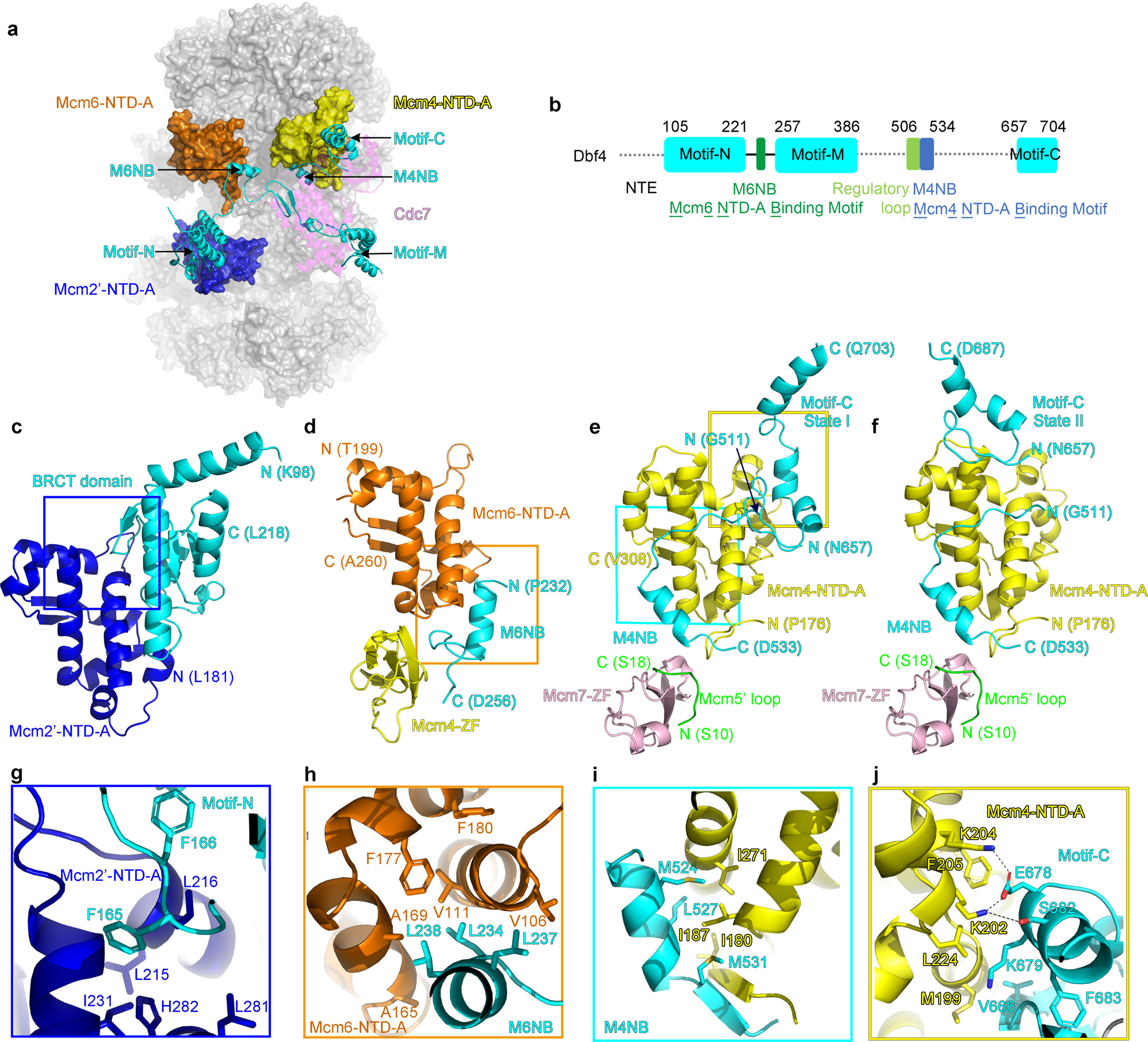 Fig. 2: Distinct segments of Dbf4 mediate the docking of DDK onto the DH.