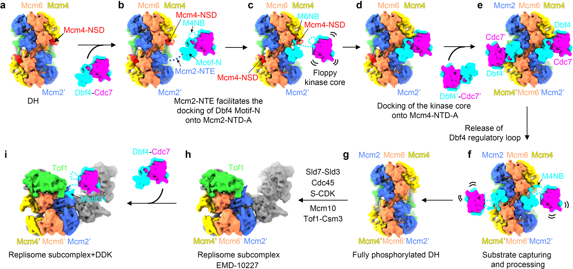 Fig. 6: Model illustrating the action of DDK on Mcm2-7 complex to regulate helicase activation and replisome activities.