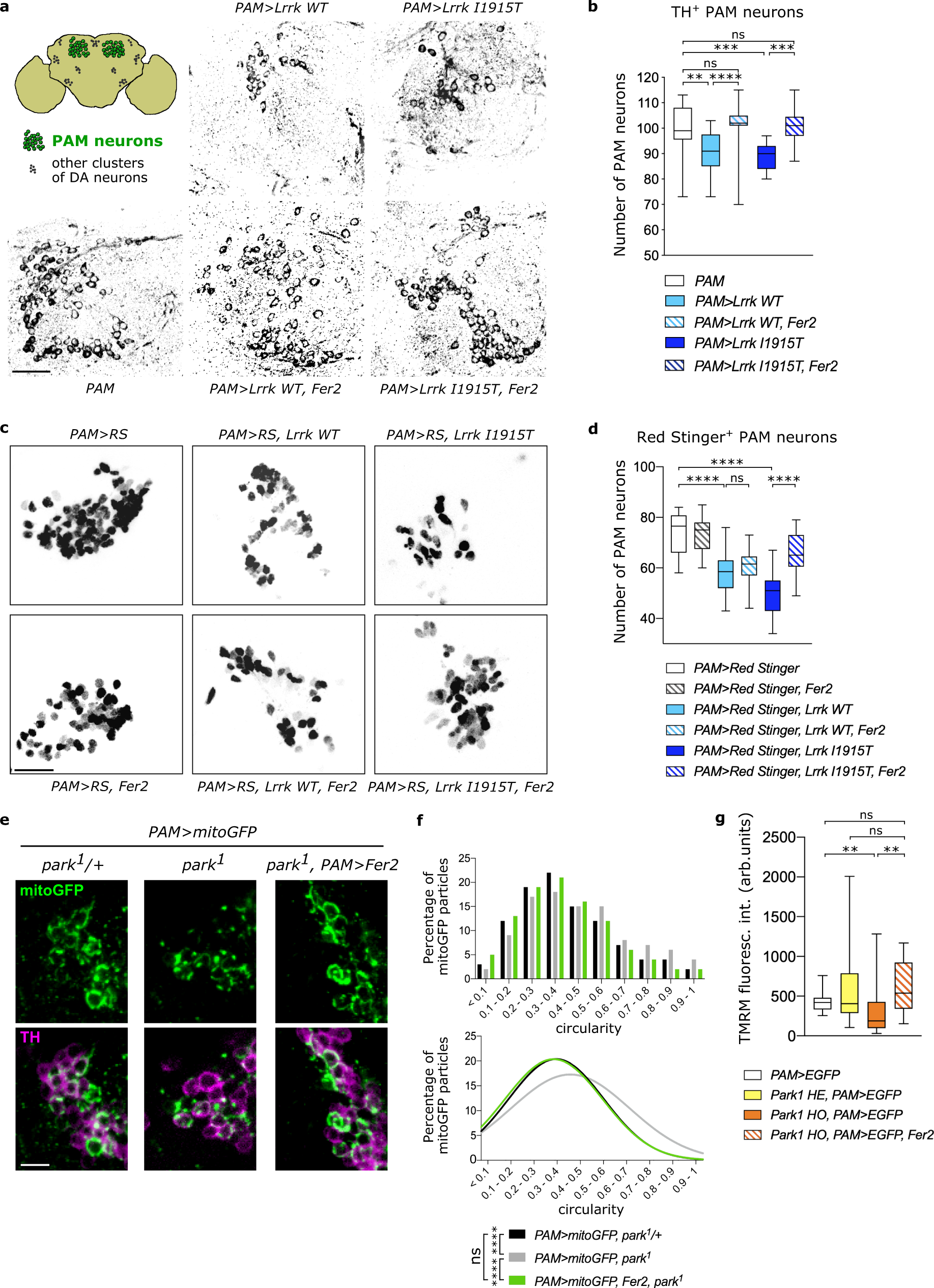 Maintenance of mitochondrial integrity in midbrain dopaminergic neurons  governed by a conserved developmental transcription factor | Nature  Communications