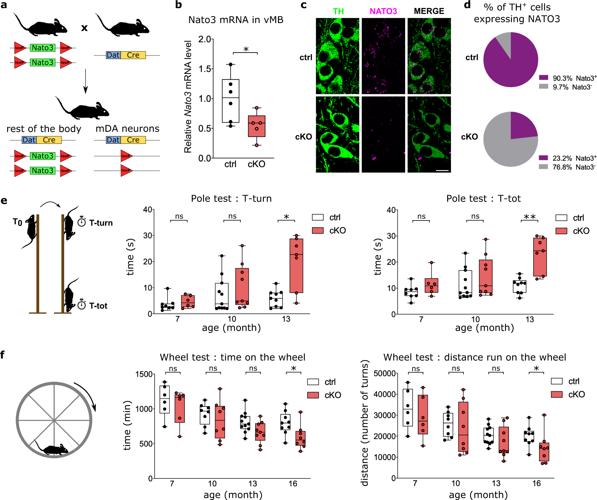 Fig. 6: Nato3 cKO in DA neurons leads to age-dependent impairment in locomotor coordination and activity.
