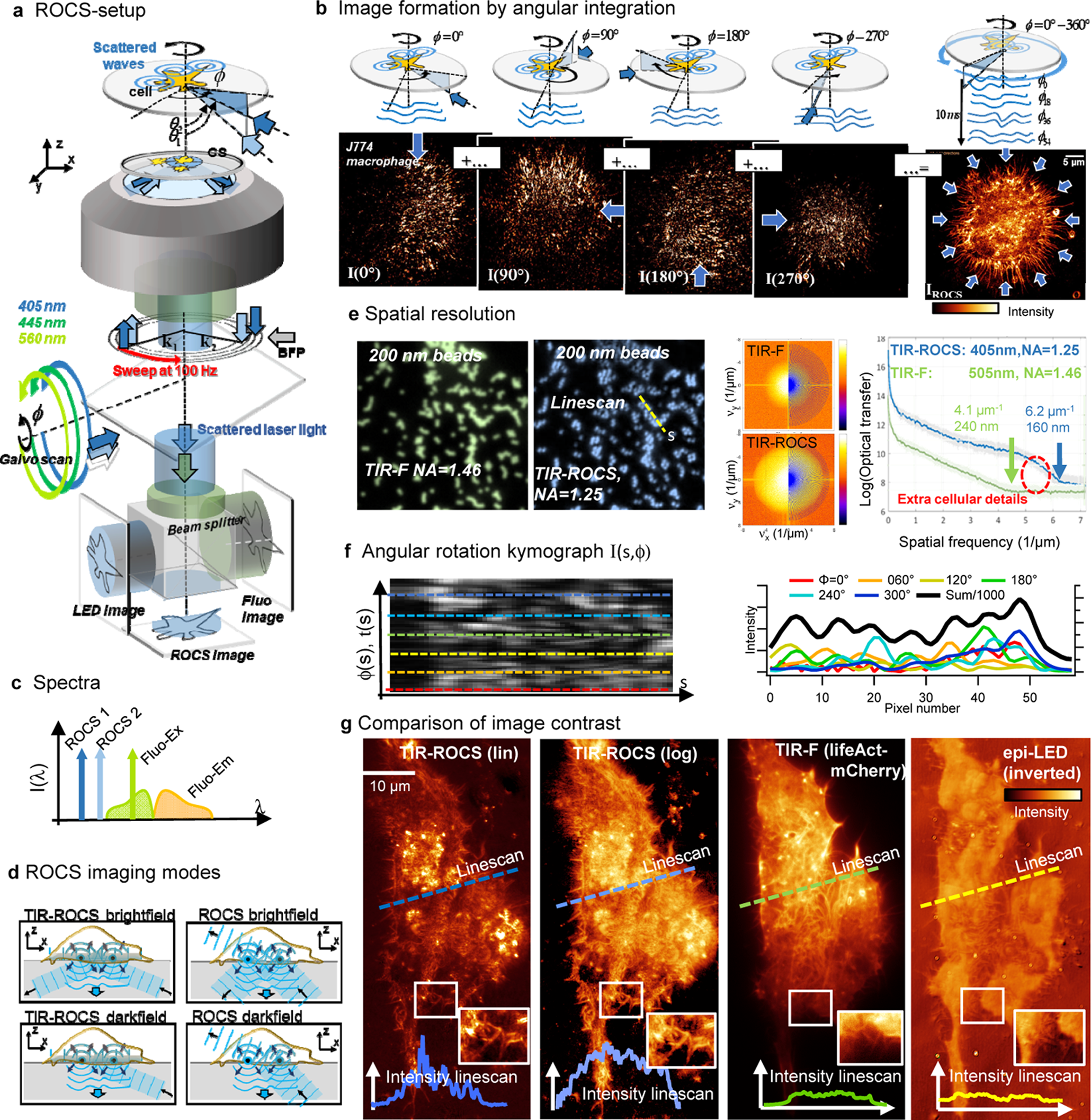 100 Hz ROCS microscopy correlated with fluorescence reveals cellular  dynamics on different spatiotemporal scales