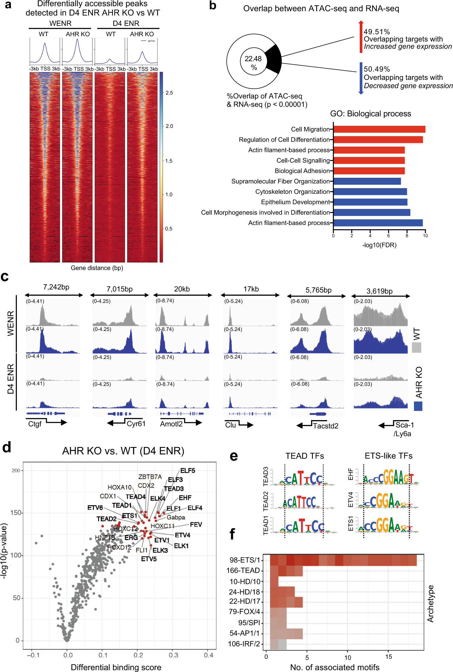 Fig. 4: AHR restricts genomic accessibility to Yap/Tead targets.