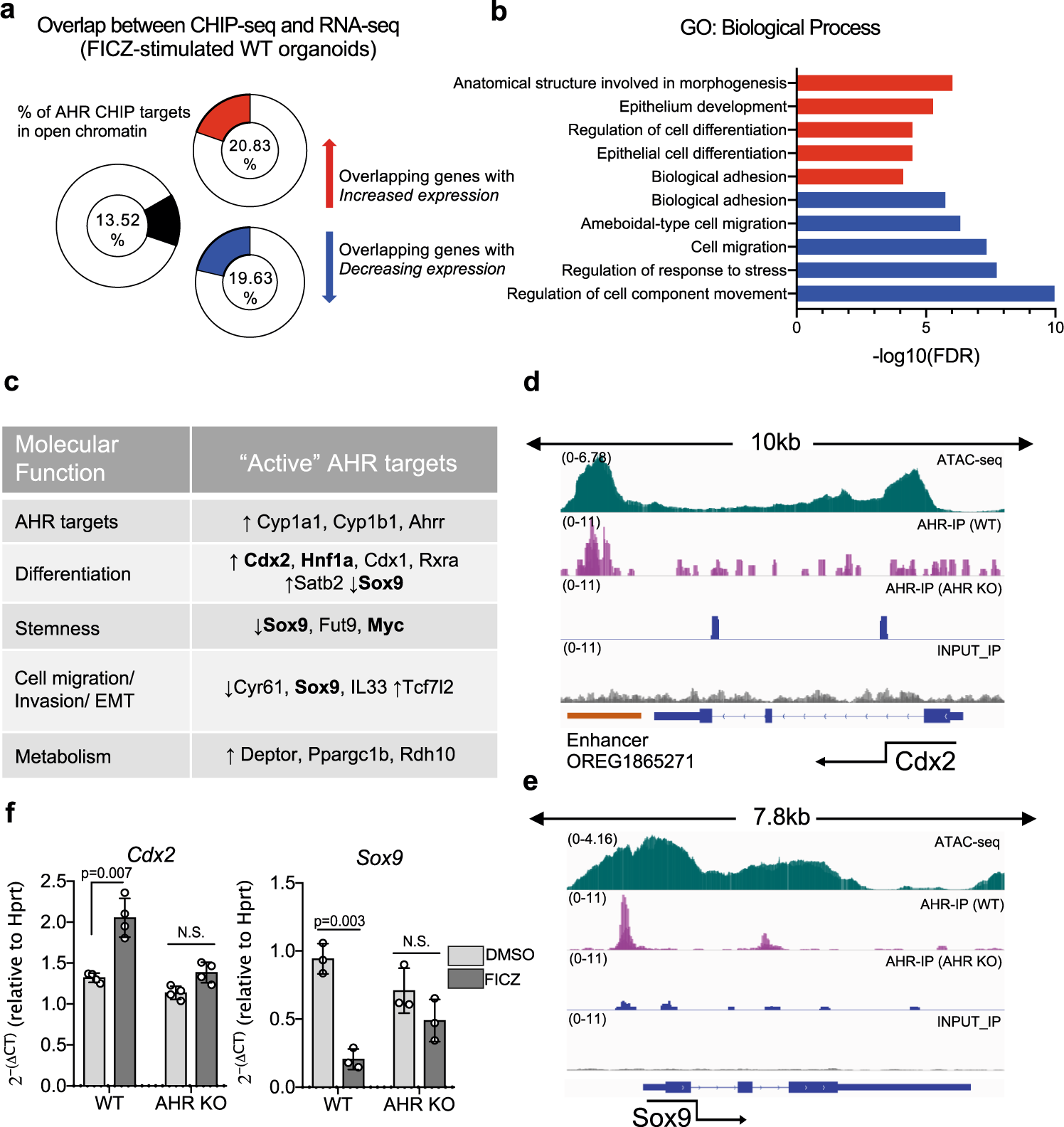 Fig. 6: AHR regulates key factors involved in regenerative response.