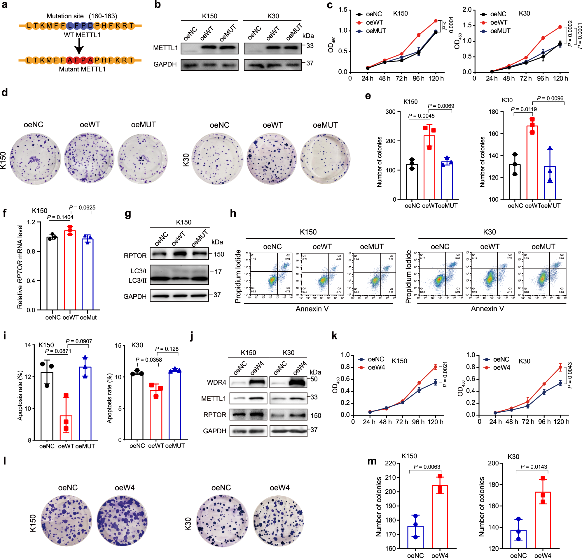 Fig. 6: Overexpression of METTL1 or WDR4 promotes ESCC progression.
