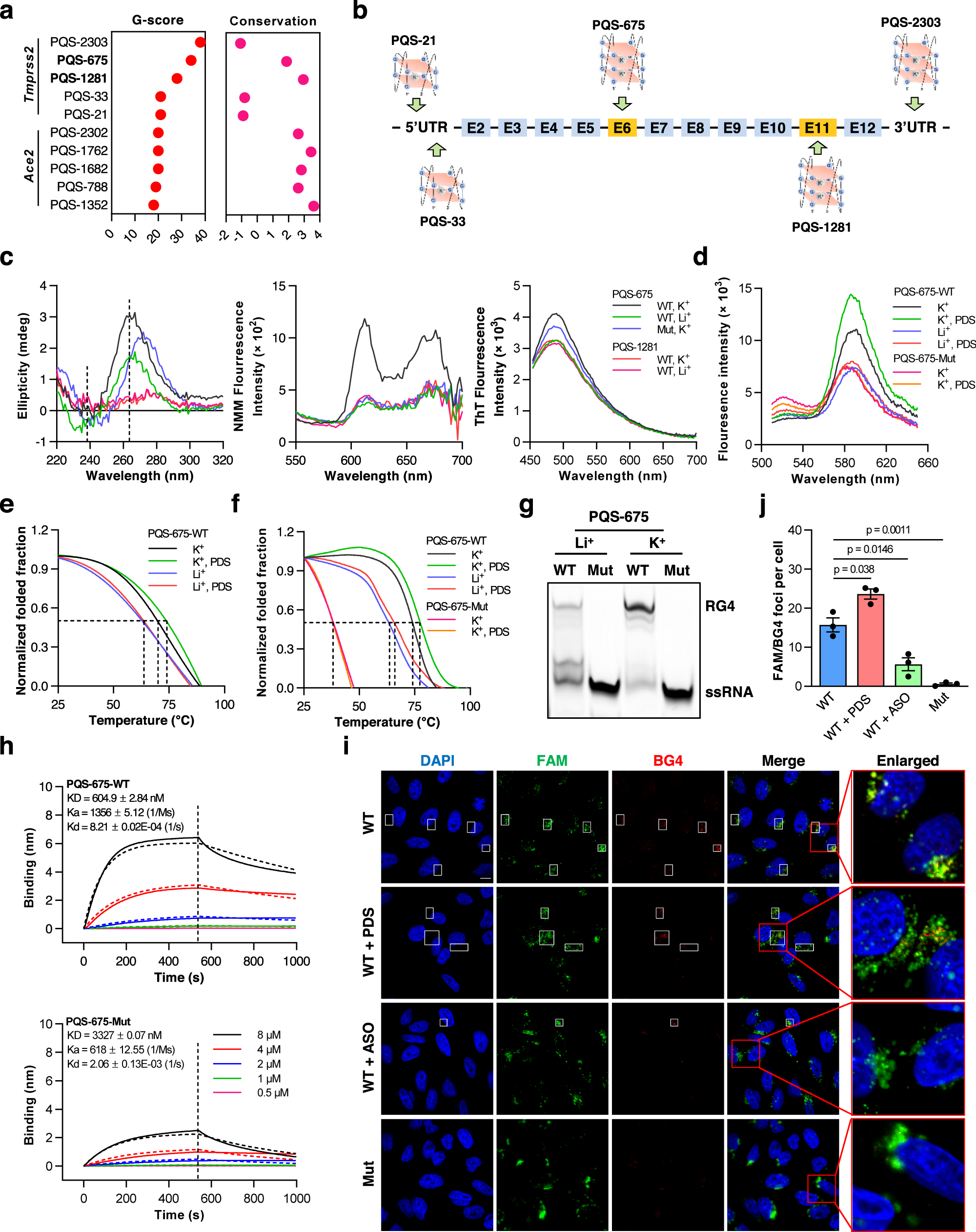 Polysome Fractionation & Analysis: Mammalian Translatomes On Genome-Wide  Scale l Protocol Preview 