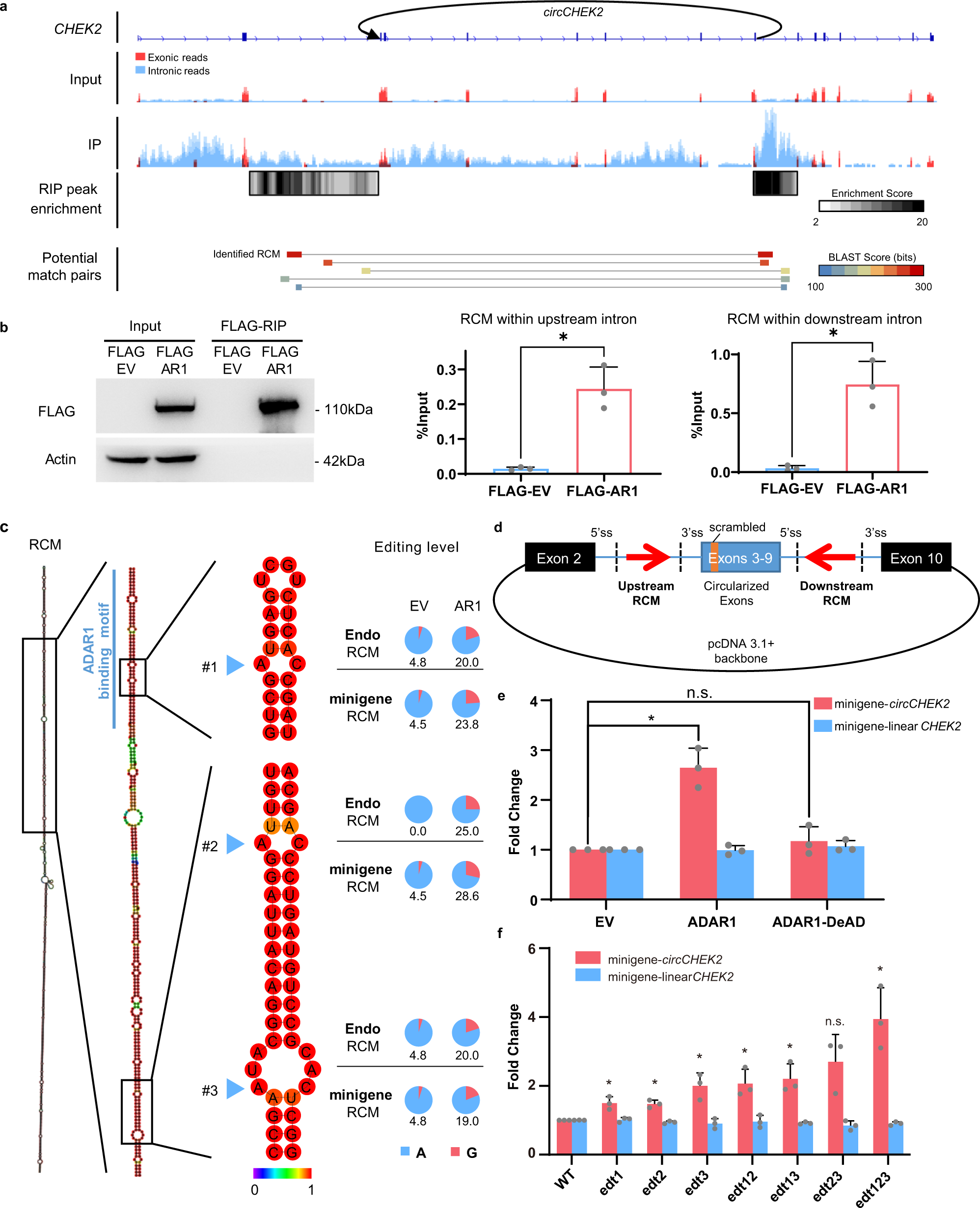Fig. 3: ADAR1 binds and edits circCHEK2 RCM to promote circCHEK2 biogenesis.