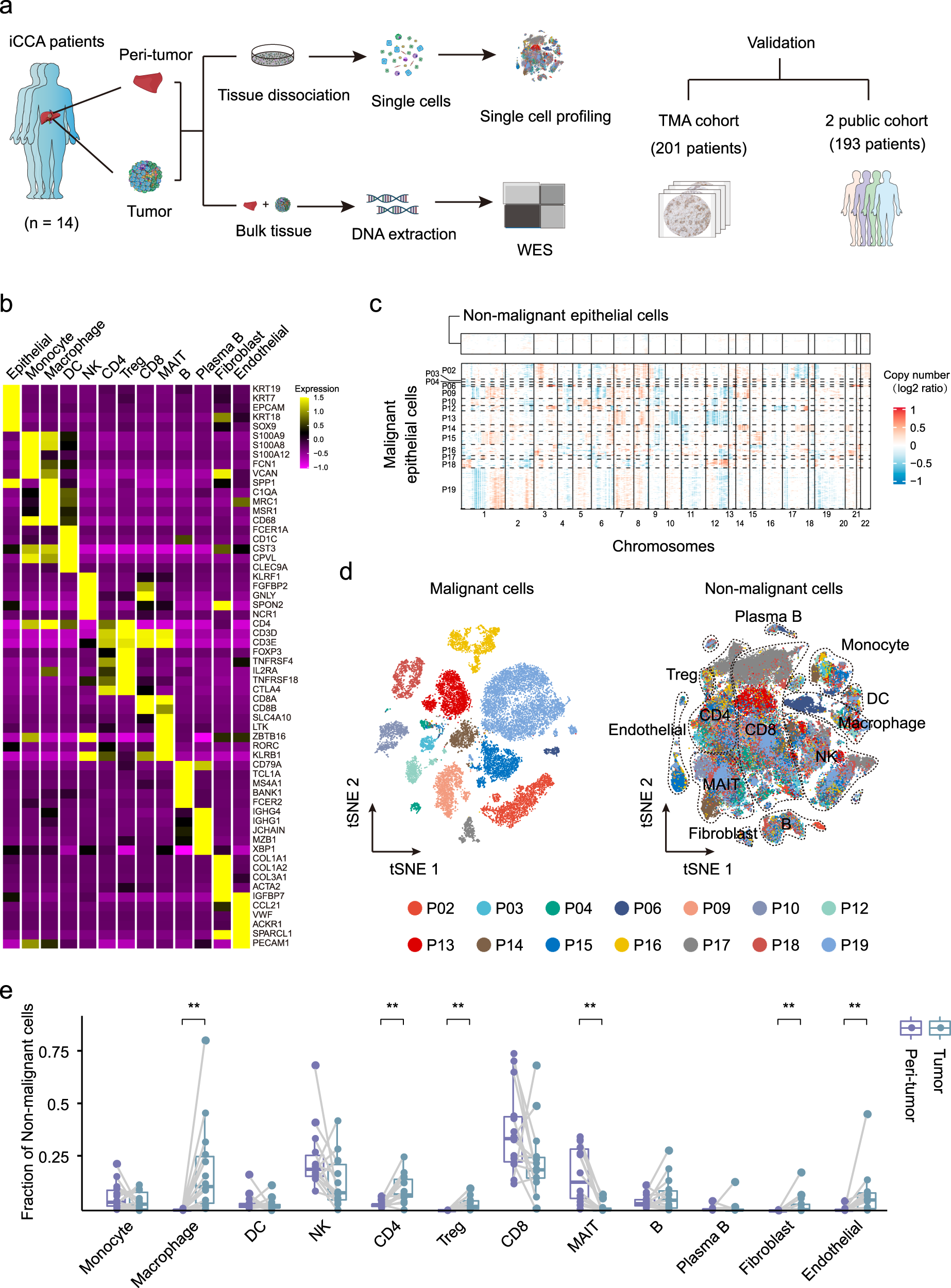 Frontiers  Single-cell detection of primary transcripts, their