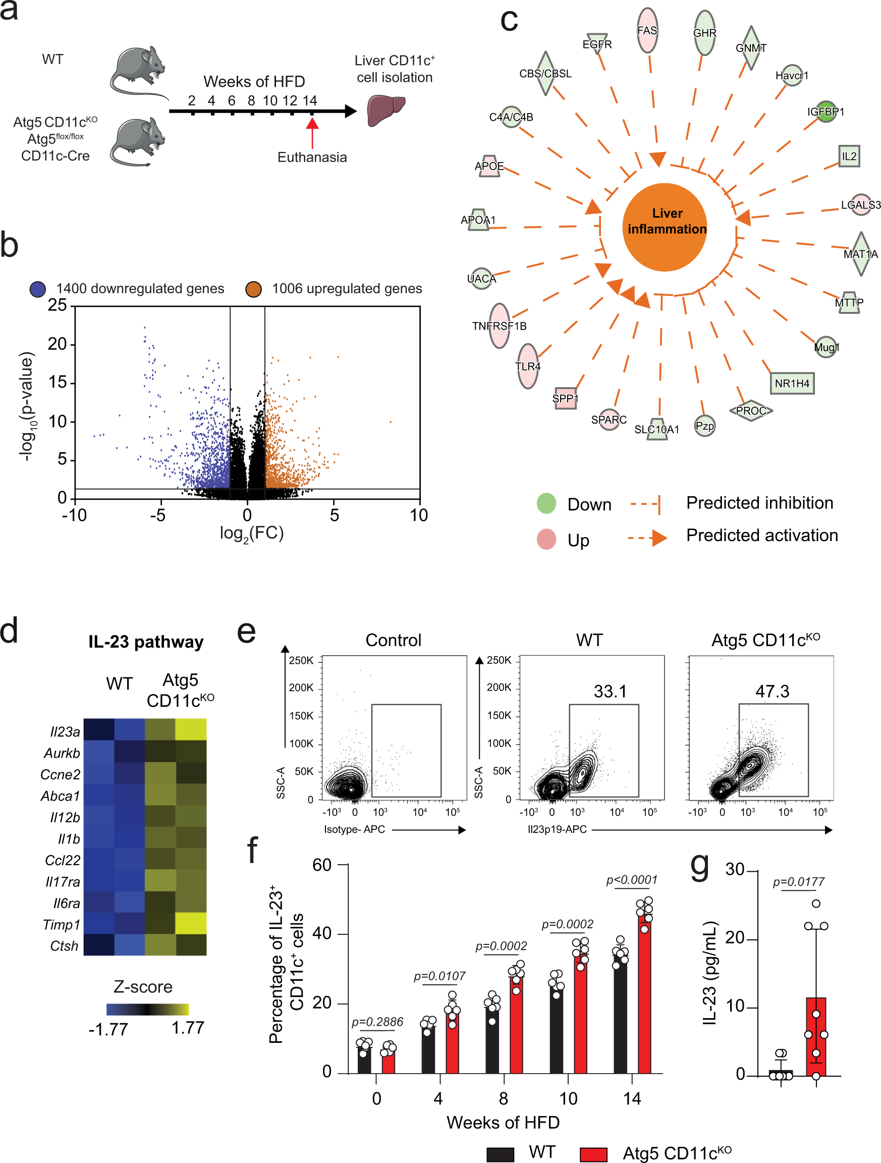 Fig. 5: Atg5 deletion in CD11c+ cells increases IL-23 induction.