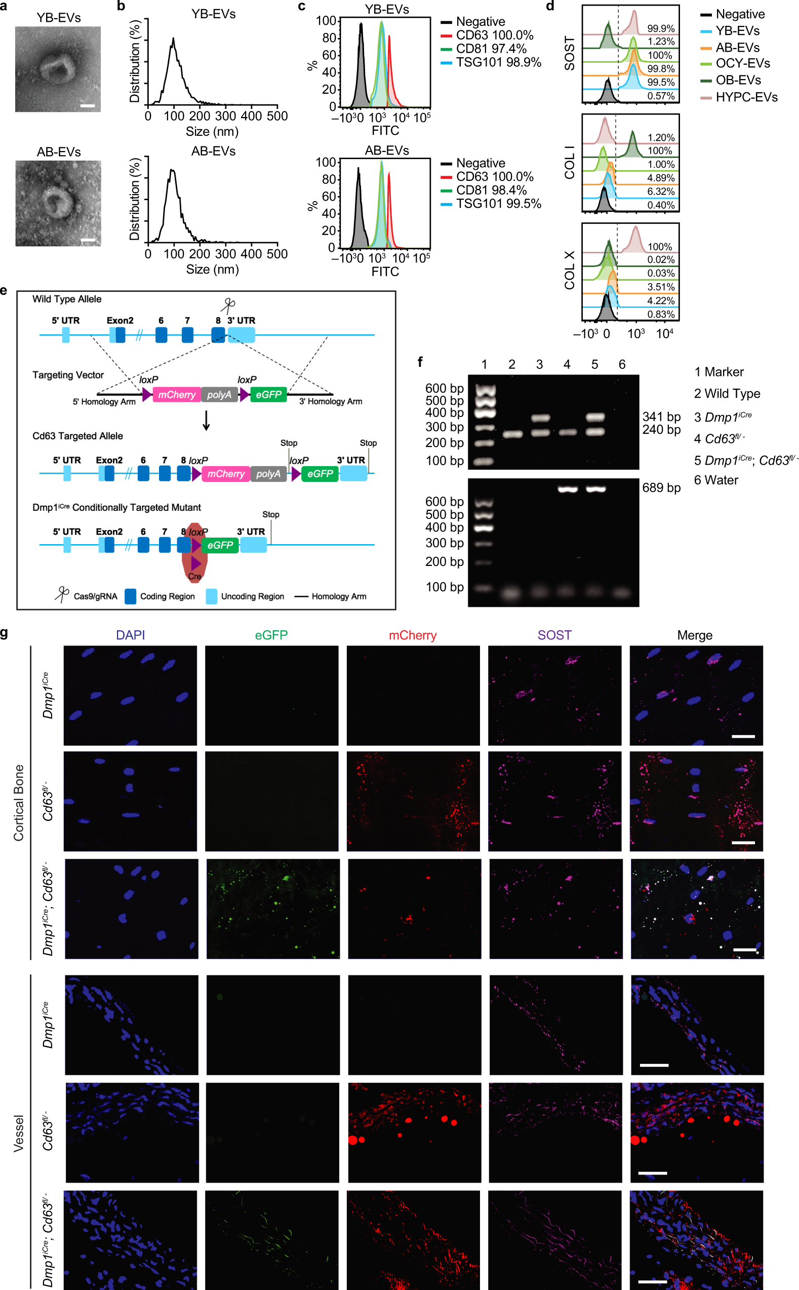 Fig. 1: Identification and characterization of B-EVs.