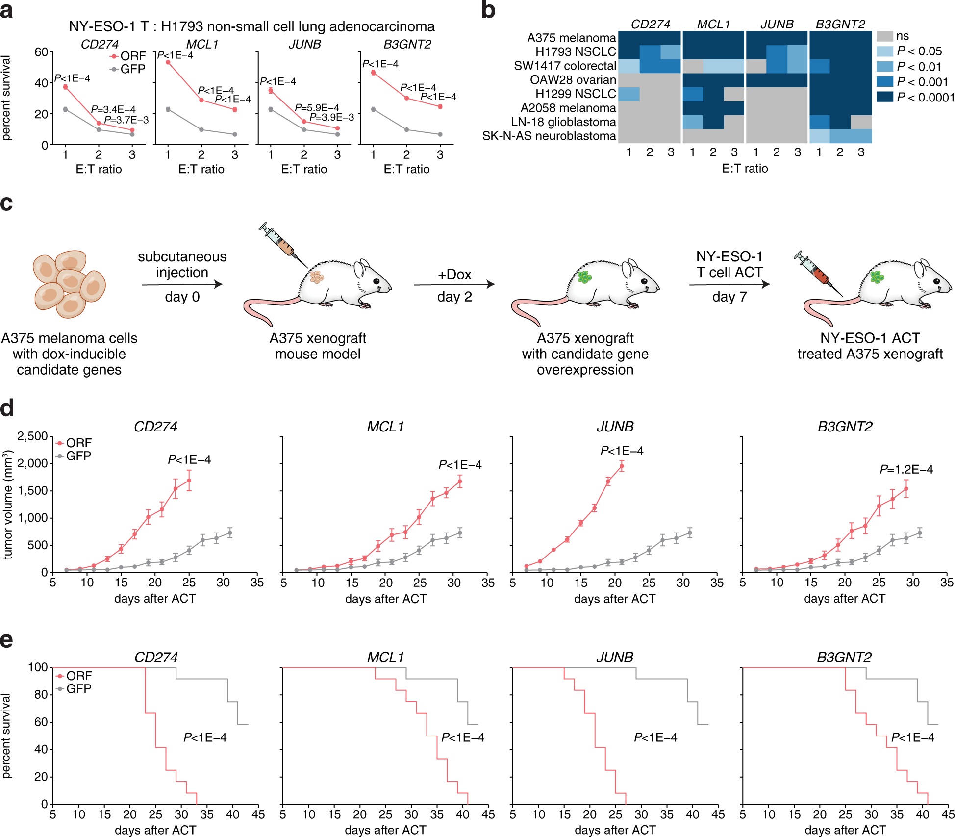 Fig. 2: Candidate gene overexpression mediates resistance in other cell types and in vivo.
