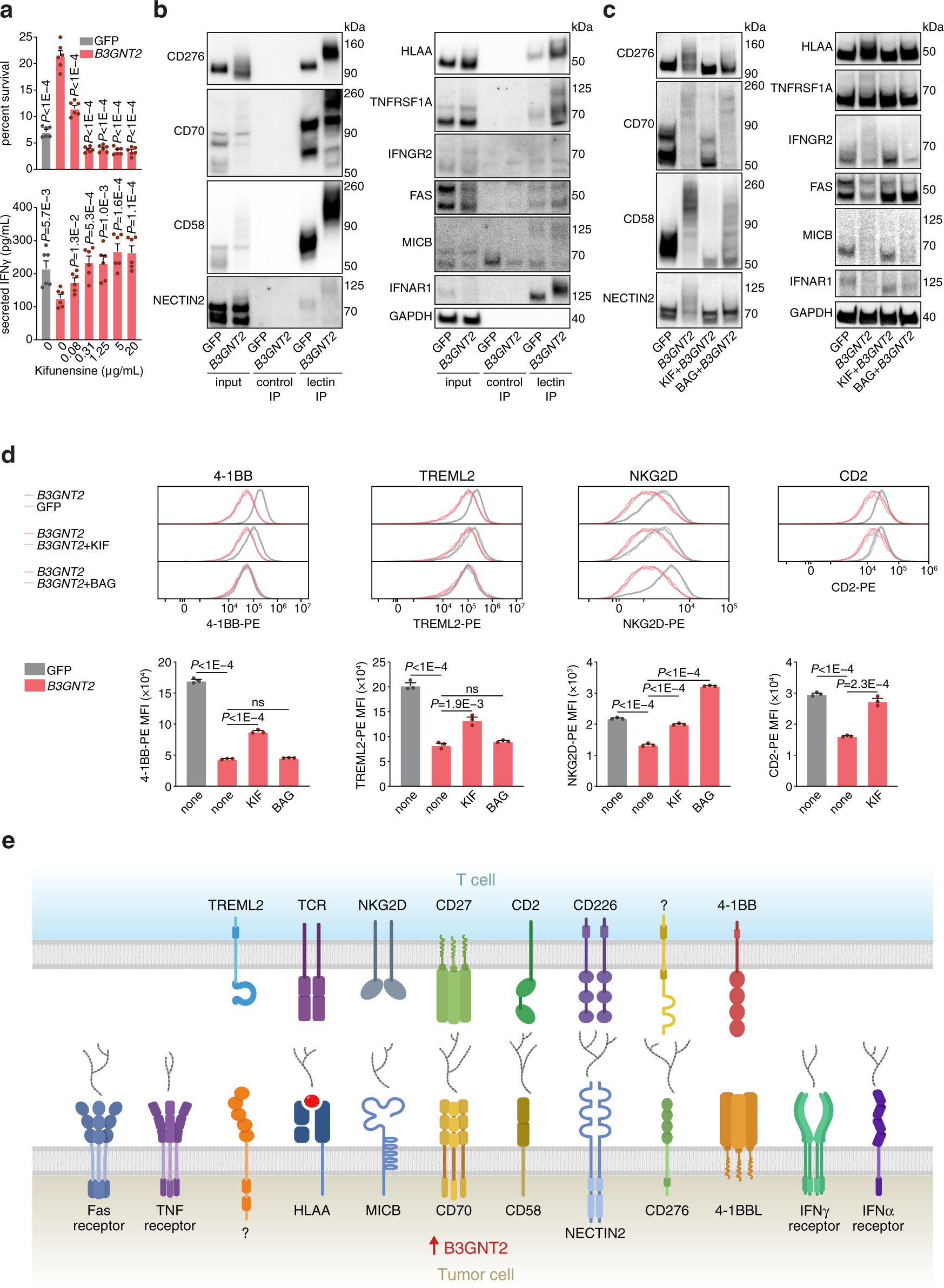 Fig. 4: B3GNT2 disrupts ligand–receptor interactions between tumor and T cells.