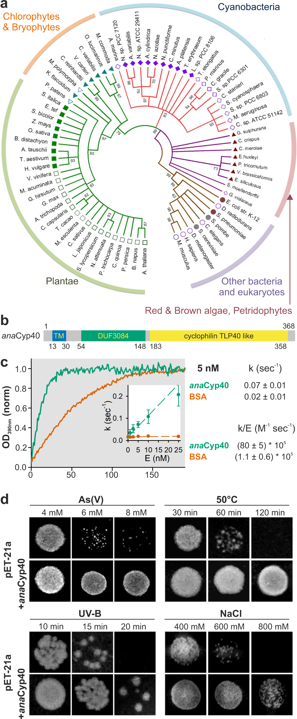 Cyclophilin anaCyp40 regulates photosystem assembly and phycobilisome  association in a cyanobacterium | Nature Communications